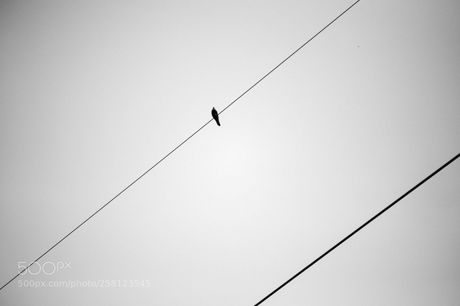 Nikon D850 sample photo. Untitled photography