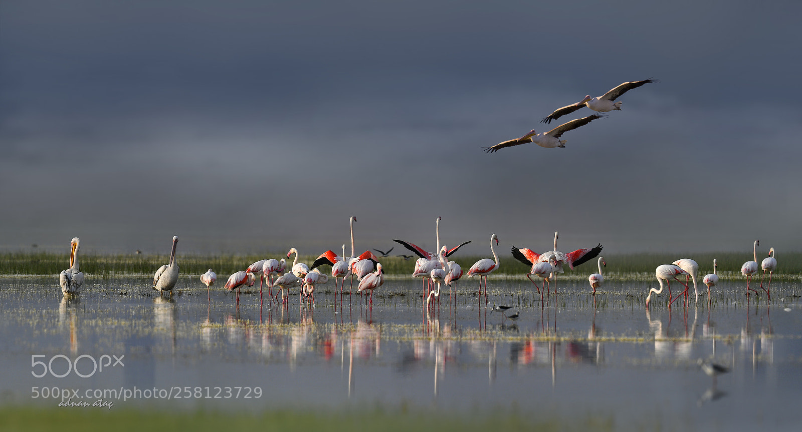 Nikon D5 sample photo. Flamingo greater flamingo, phoenicopterus photography