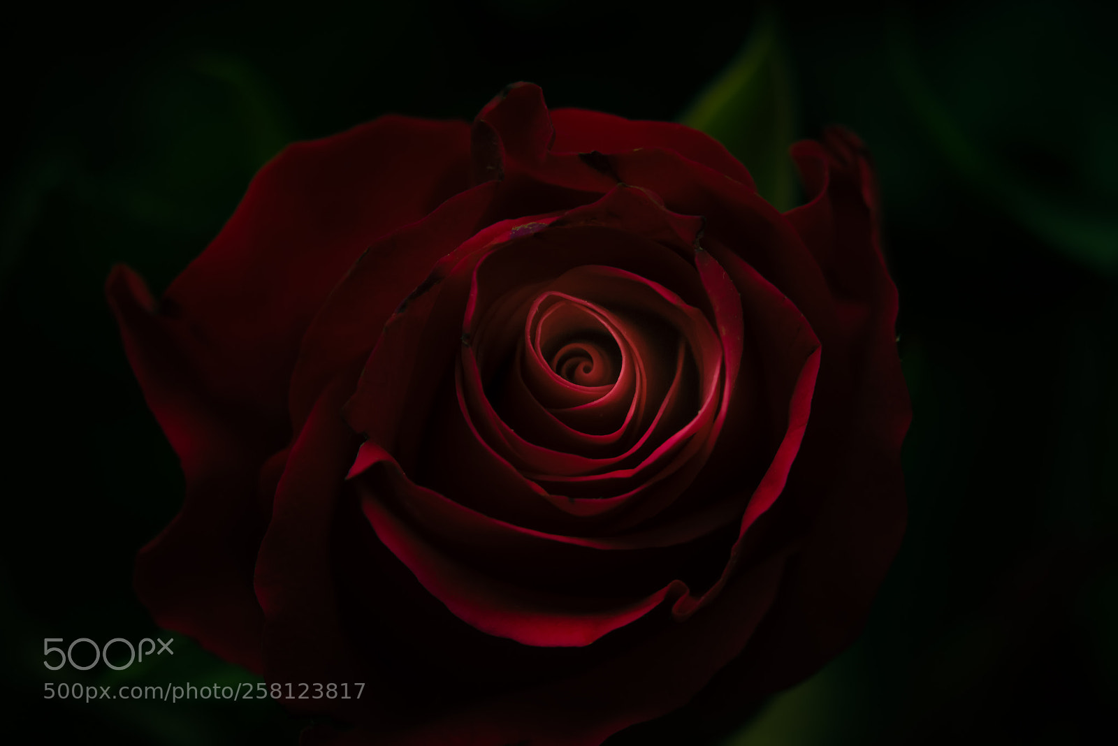Nikon D750 sample photo. Mothers' day 2018 photography