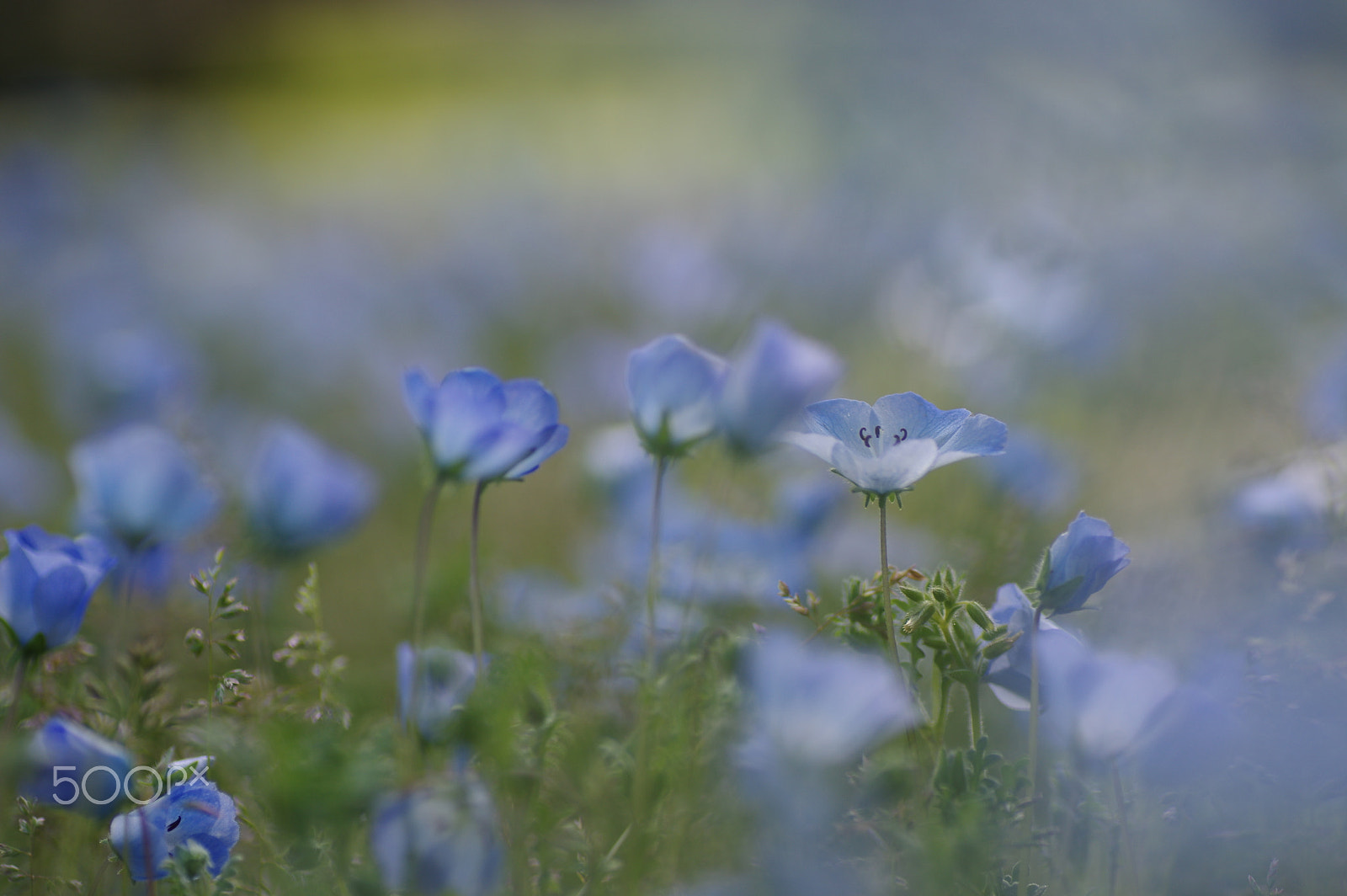 Tamron SP AF 90mm F2.8 Di Macro sample photo. Nemophila~blue world again photography