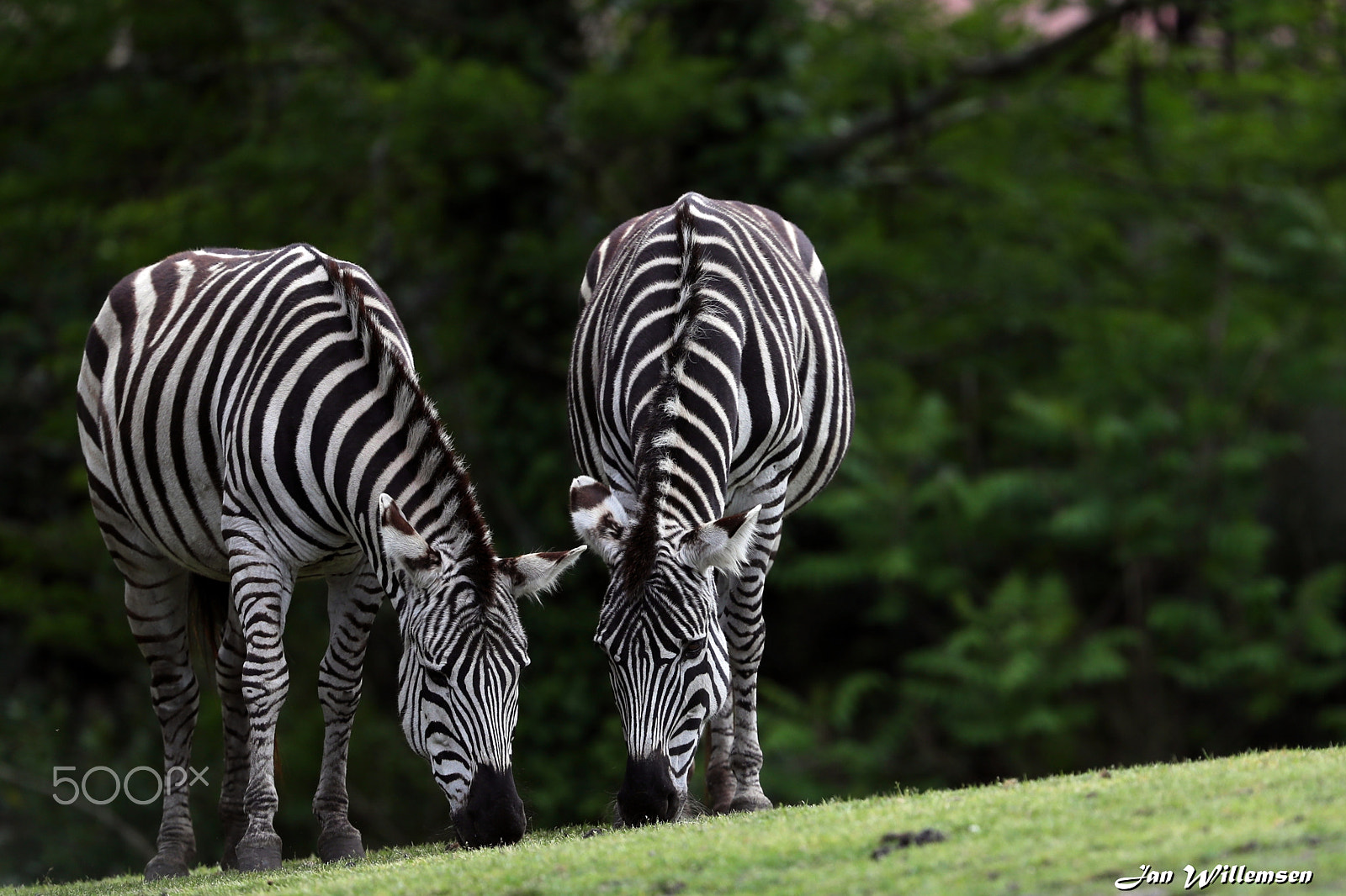 Canon EF 300mm F2.8L IS II USM sample photo. Zebra photography