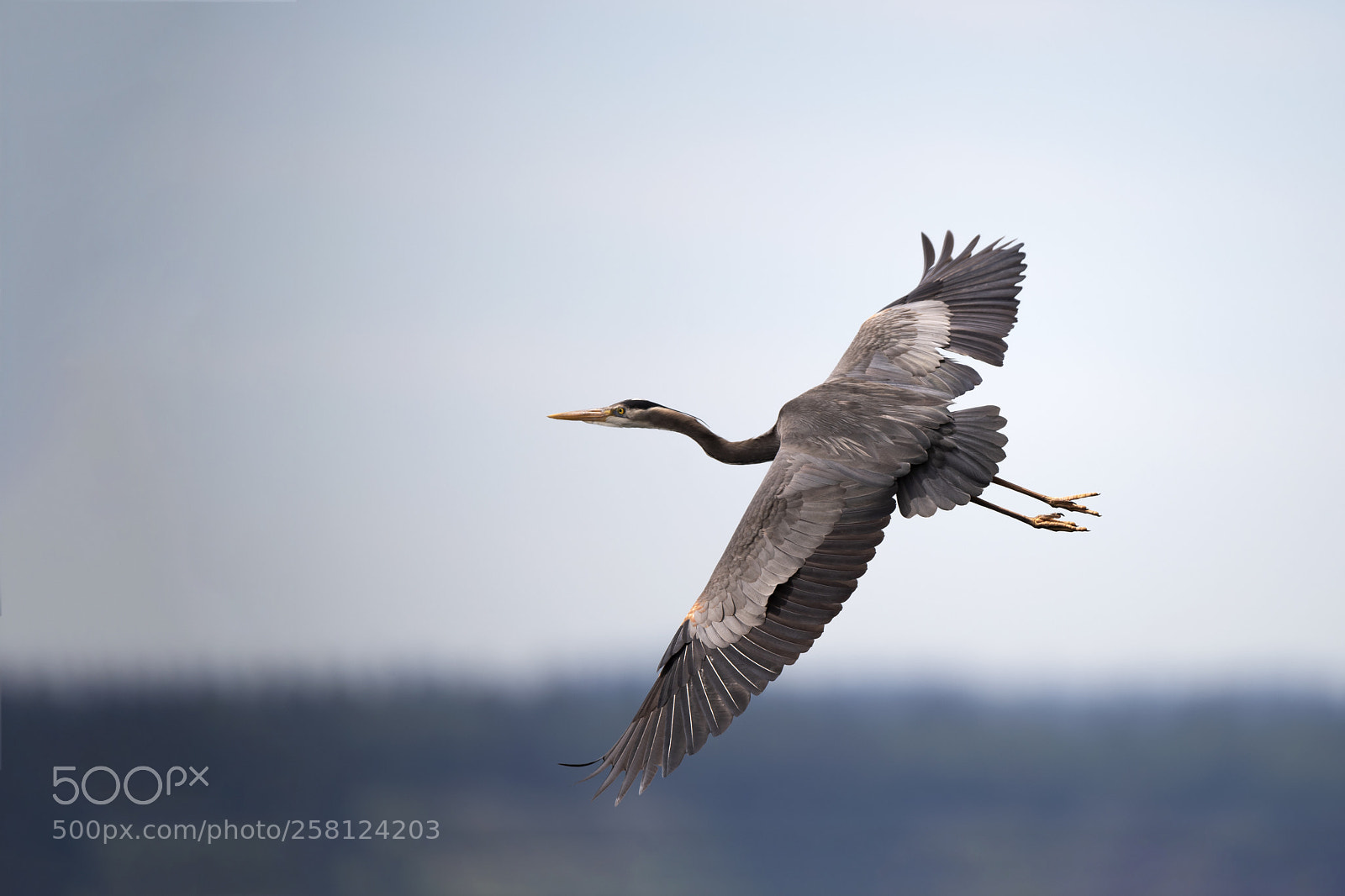 Nikon D810 sample photo. Great blue heron photography