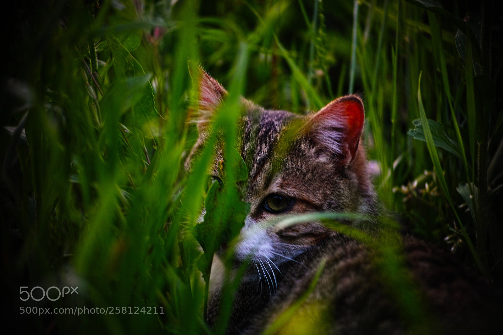 Sigma DP3 Merrill sample photo. Cat every day photography