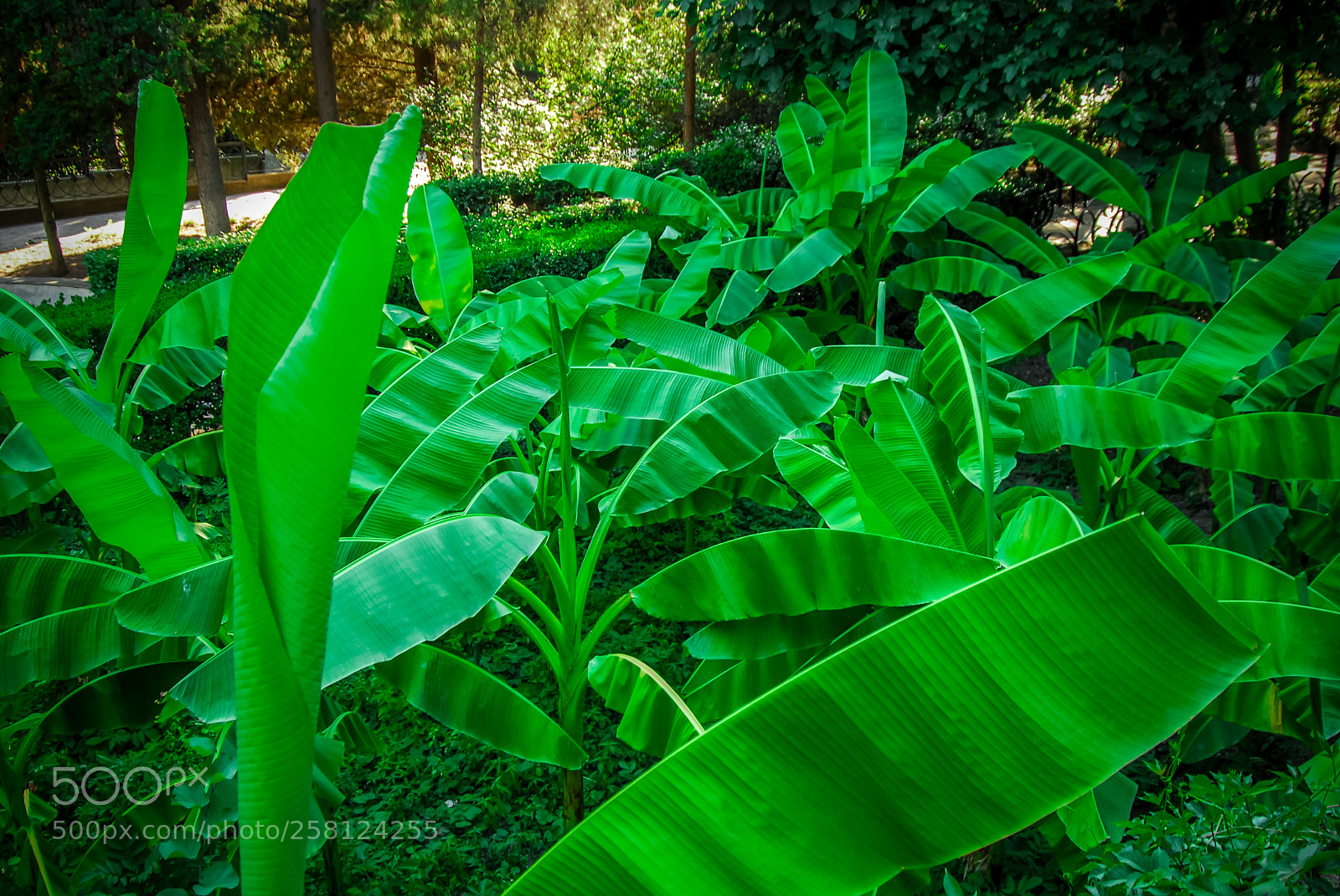 Nikon D200 sample photo. Banana palm photography