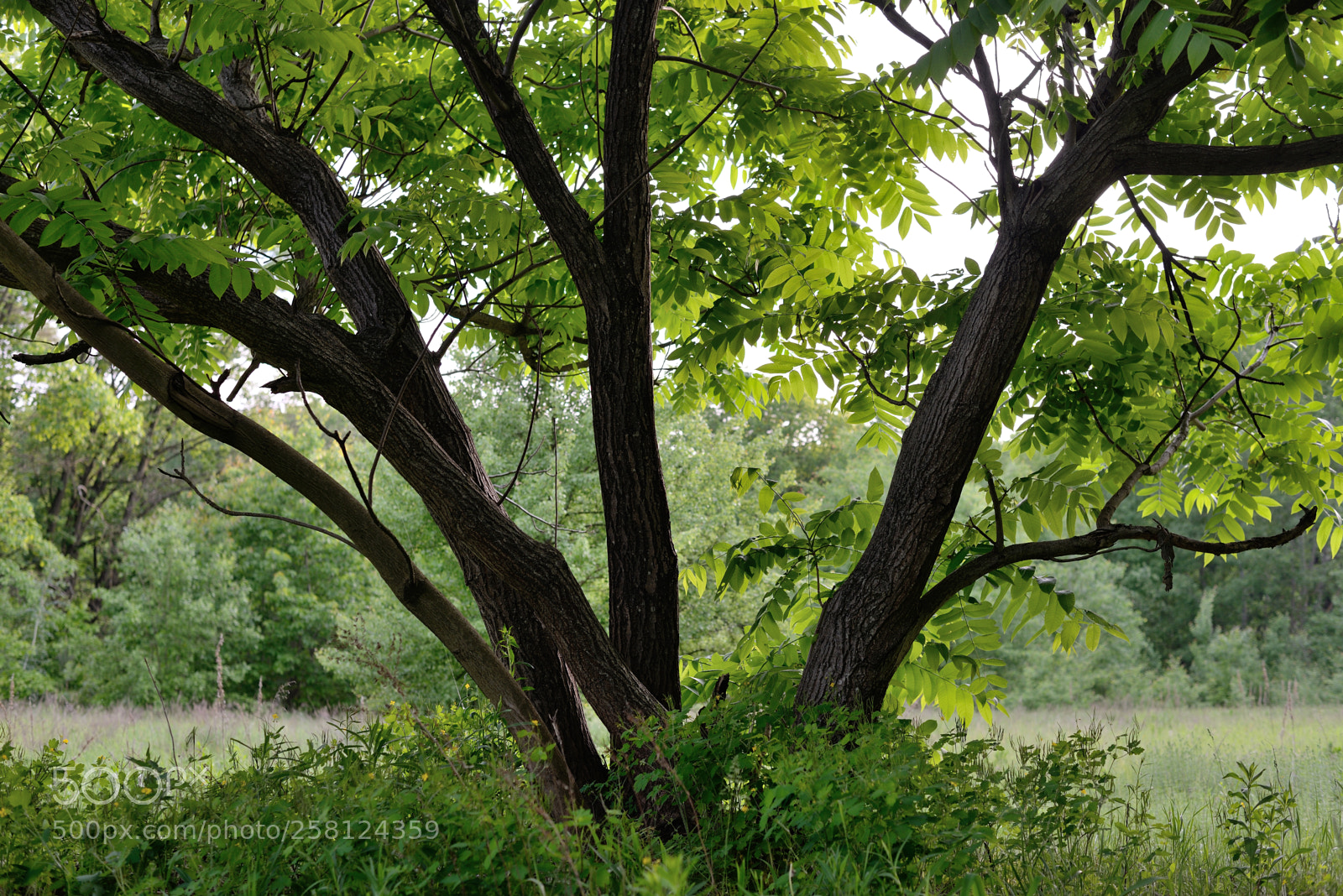 Nikon D610 sample photo. Tree photography