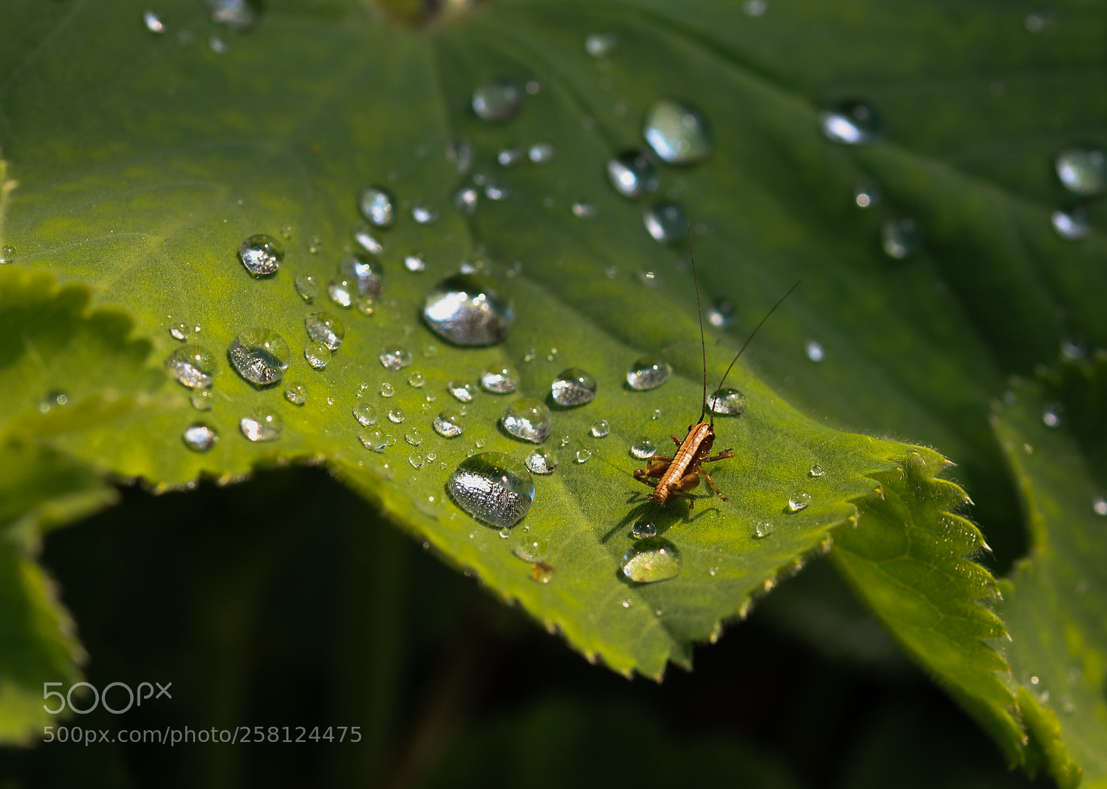 Canon EOS 750D (EOS Rebel T6i / EOS Kiss X8i) sample photo. The grasshopper and his photography