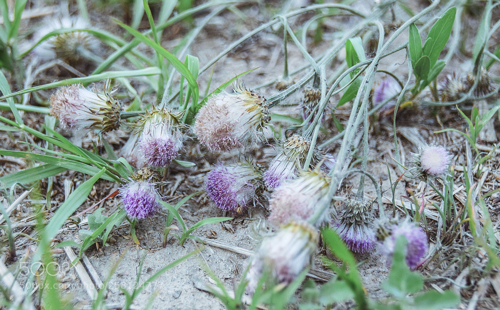 Nikon D5300 sample photo. 紫色 photography