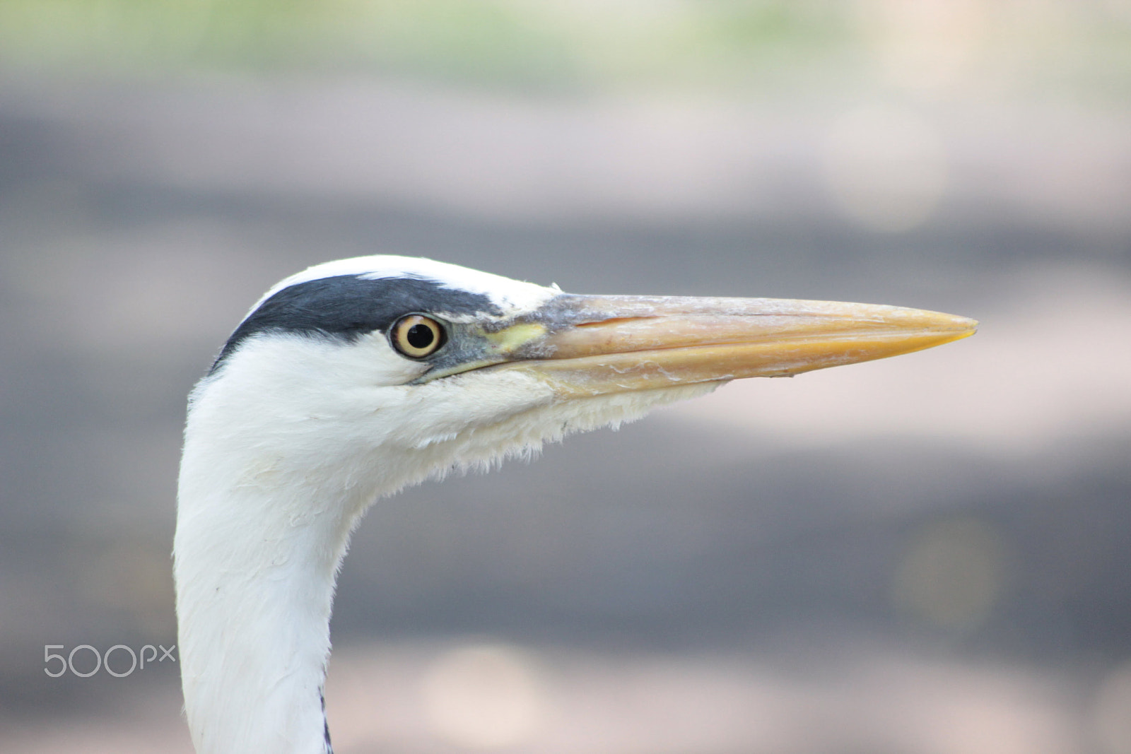 Canon EOS 600D (Rebel EOS T3i / EOS Kiss X5) sample photo. In the zoo photography