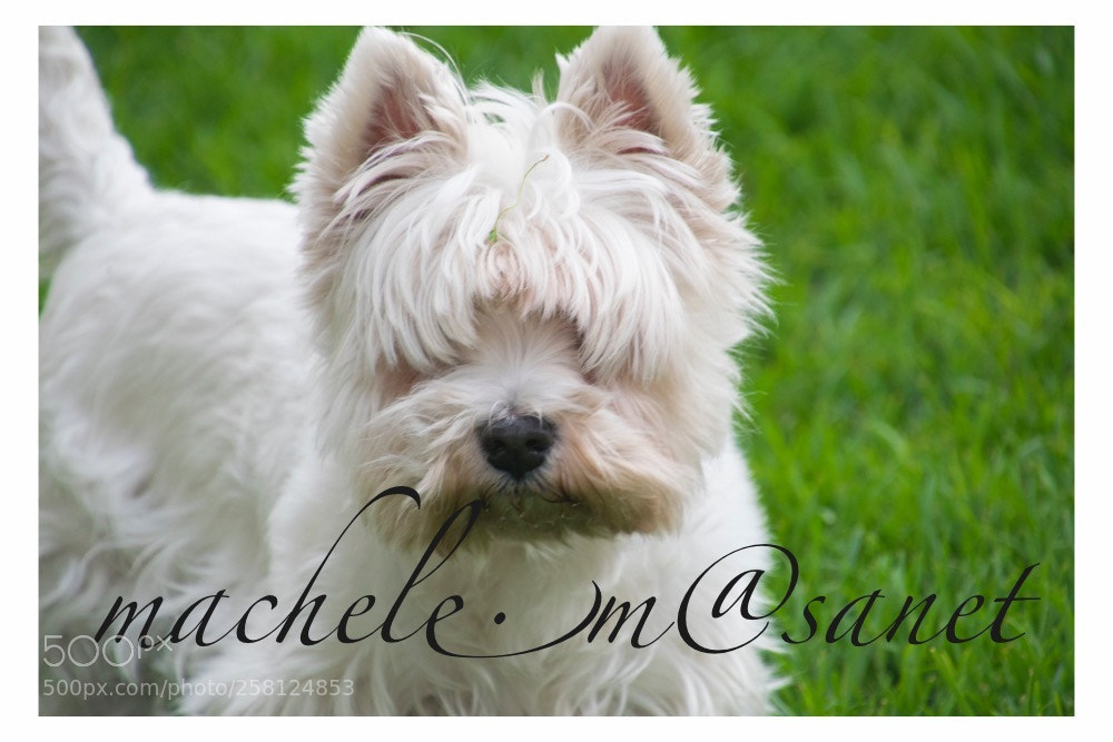 Nikon D5300 sample photo. My sweet dog photography