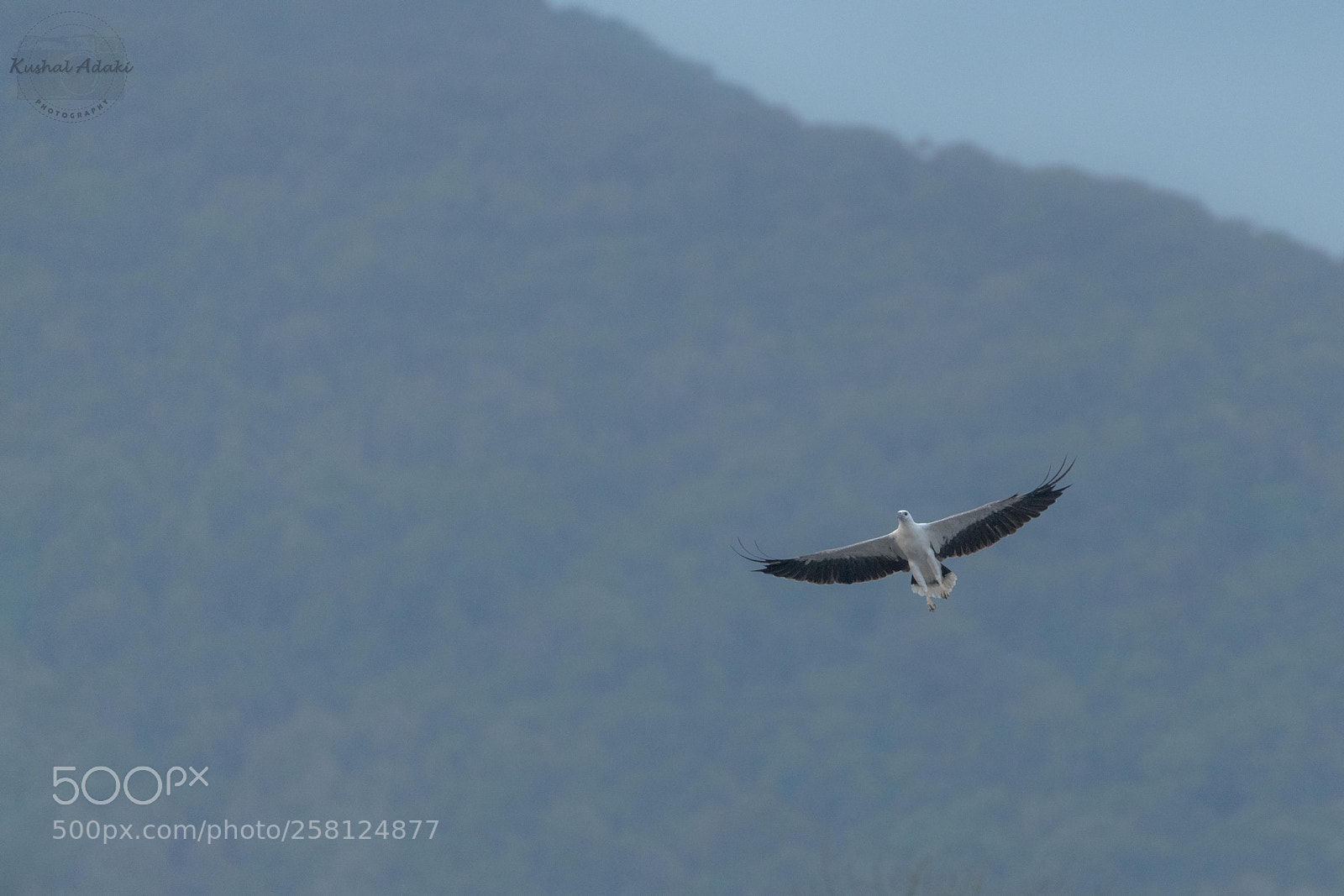 Nikon D850 sample photo. White-bellied sea eagle photography
