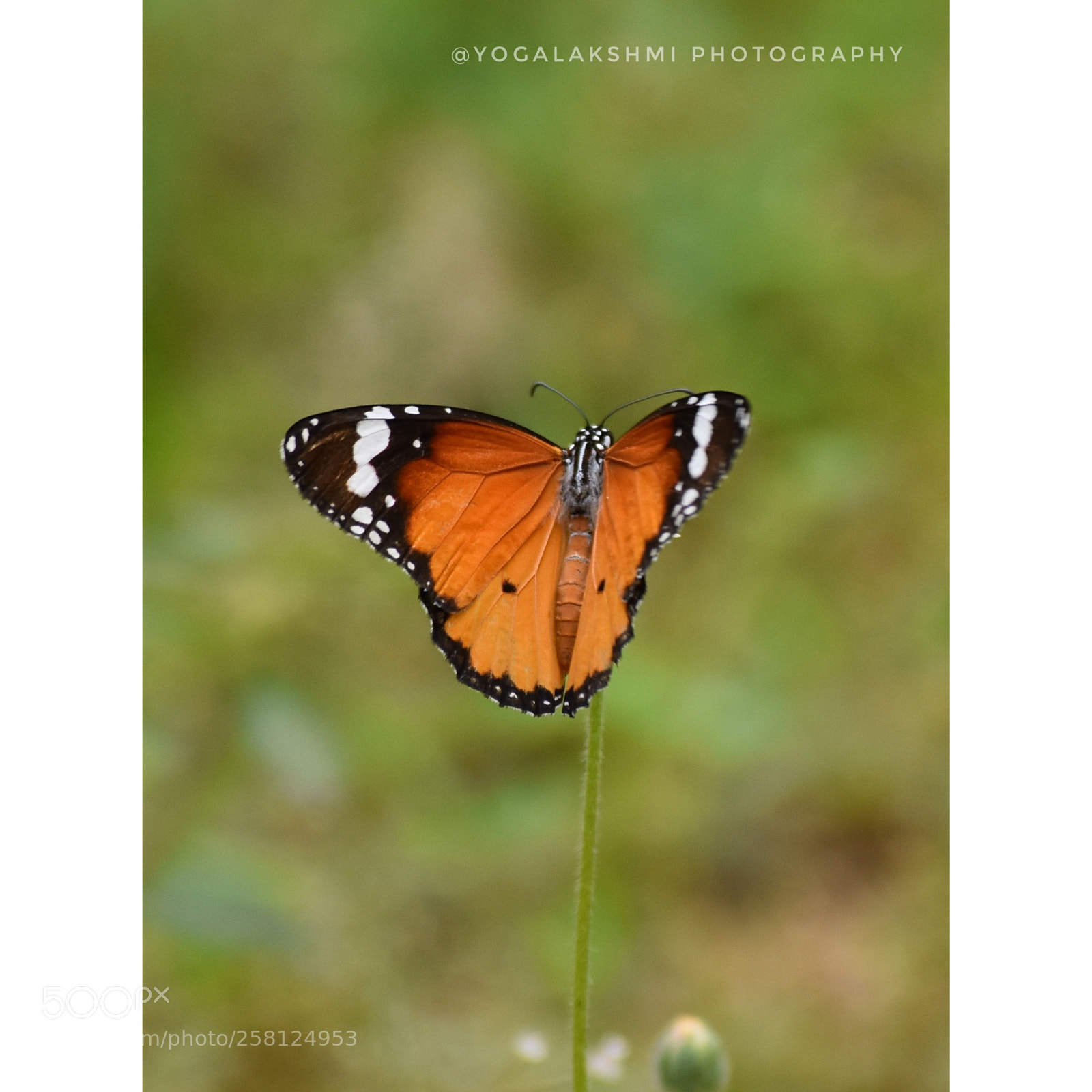 Nikon D3400 sample photo. Butterfly photography