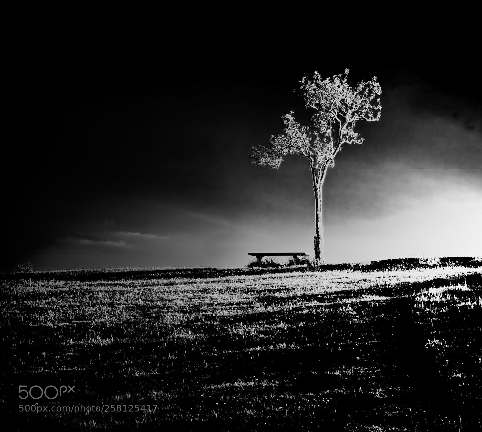 Nikon D850 sample photo. Lonely tree - light photography