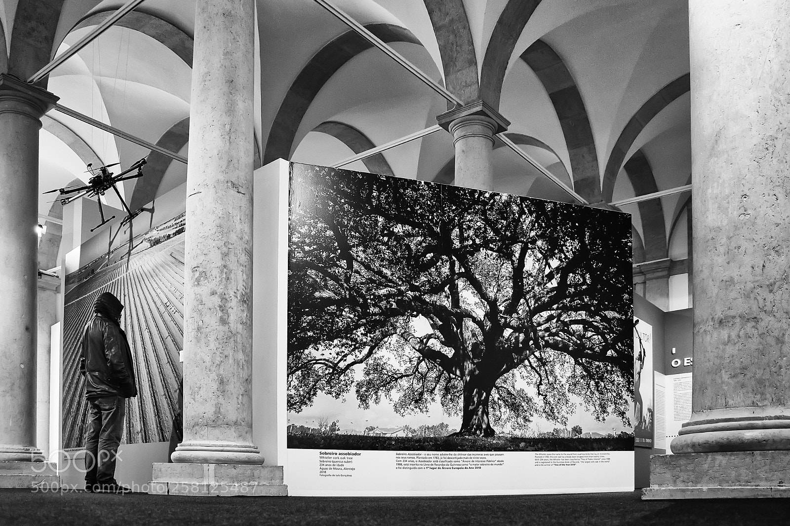 Canon EOS 80D sample photo. The whistler cork oak photography