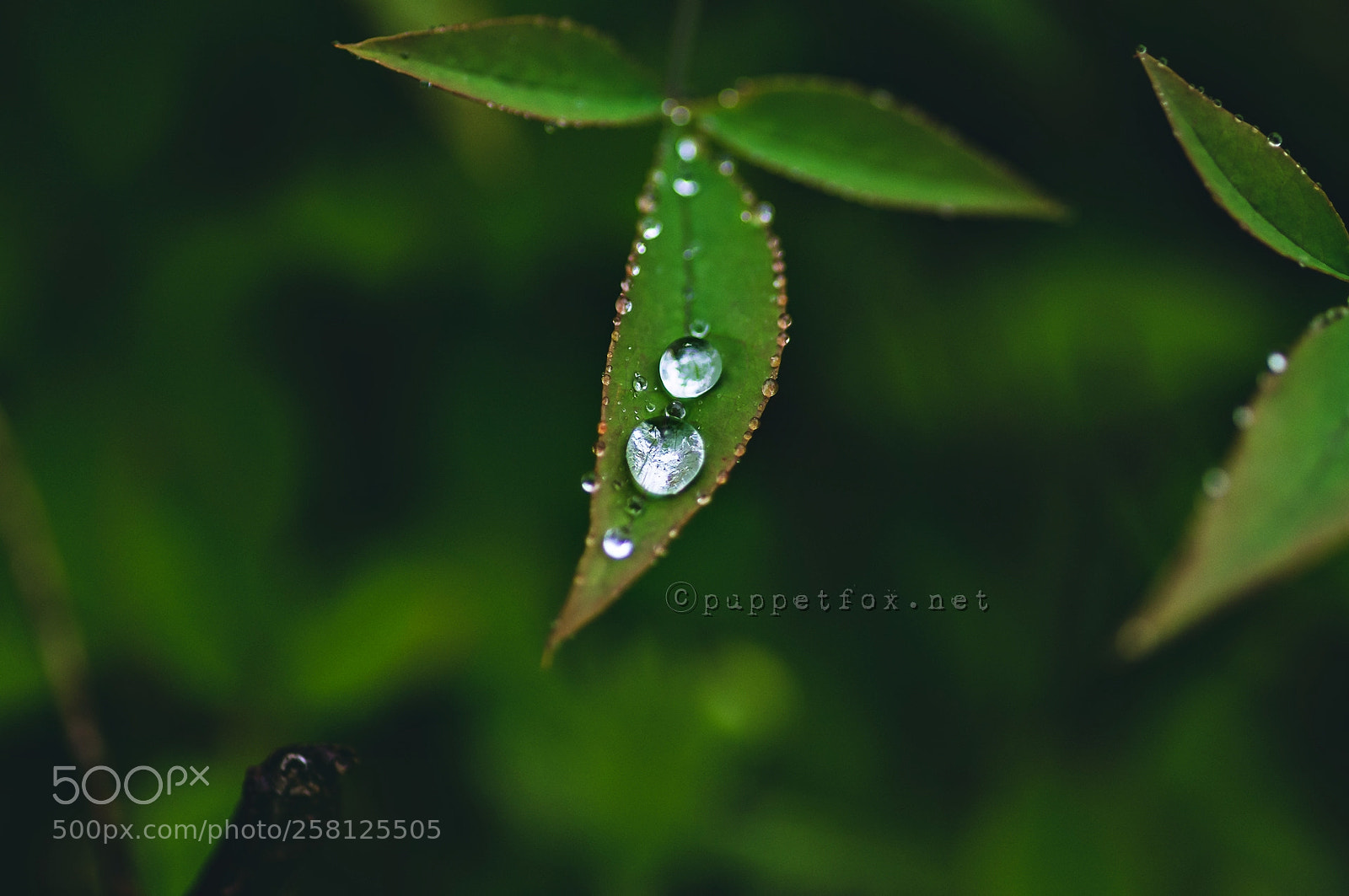 Pentax K-r sample photo. Raindrops on the leaf photography