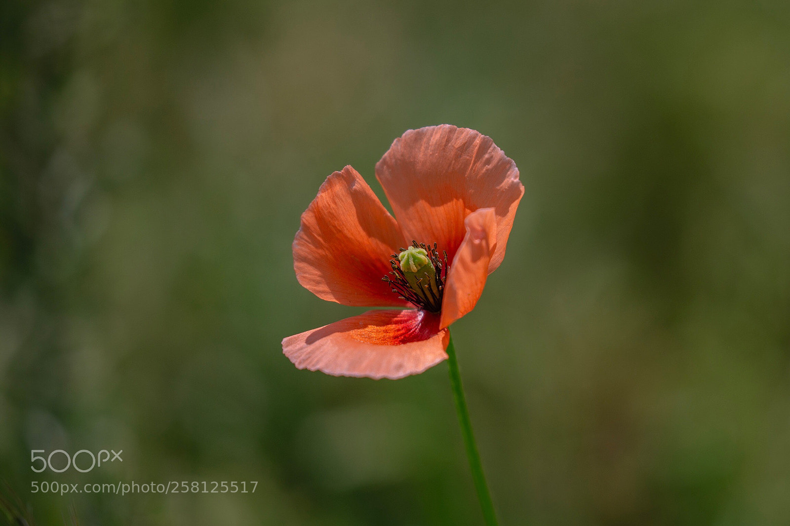 Canon EOS 6D sample photo. Long-headed poppy photography