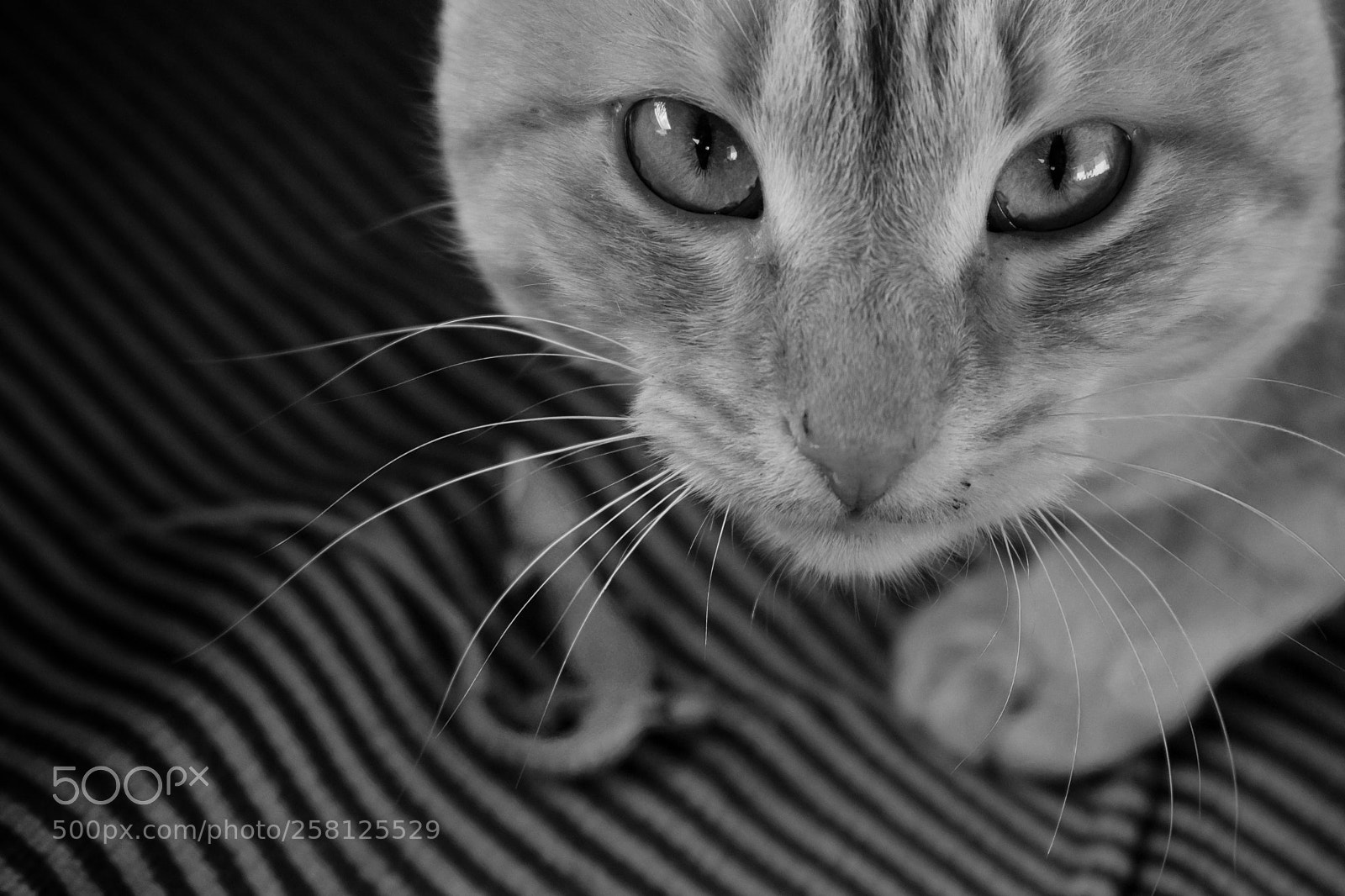 Nikon D3300 sample photo. Tommy photography