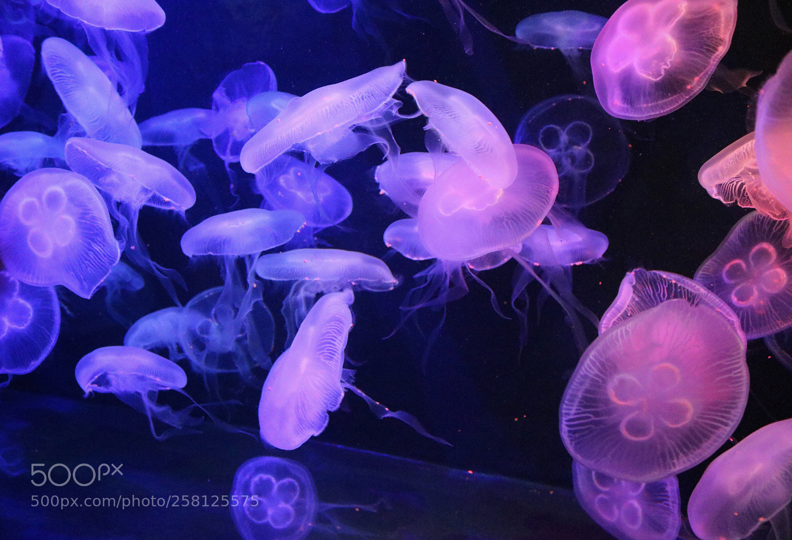 Canon EOS 750D (EOS Rebel T6i / EOS Kiss X8i) sample photo. Jellyfish photography