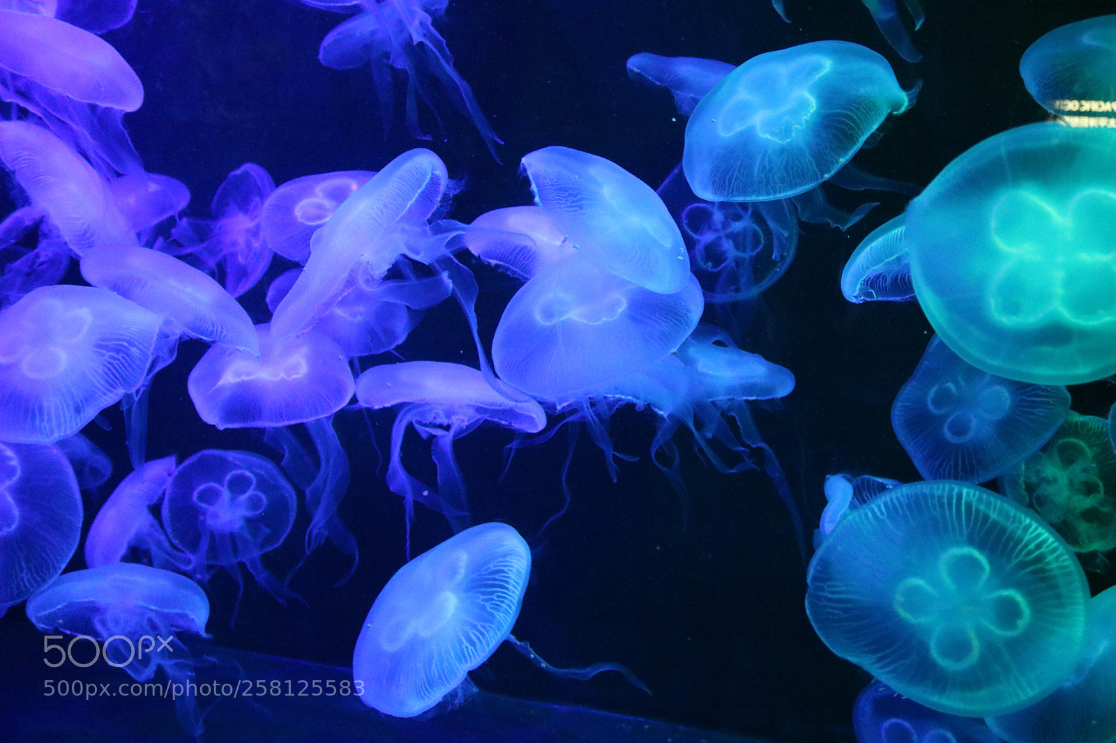 Canon EOS 750D (EOS Rebel T6i / EOS Kiss X8i) sample photo. Jellyfish photography