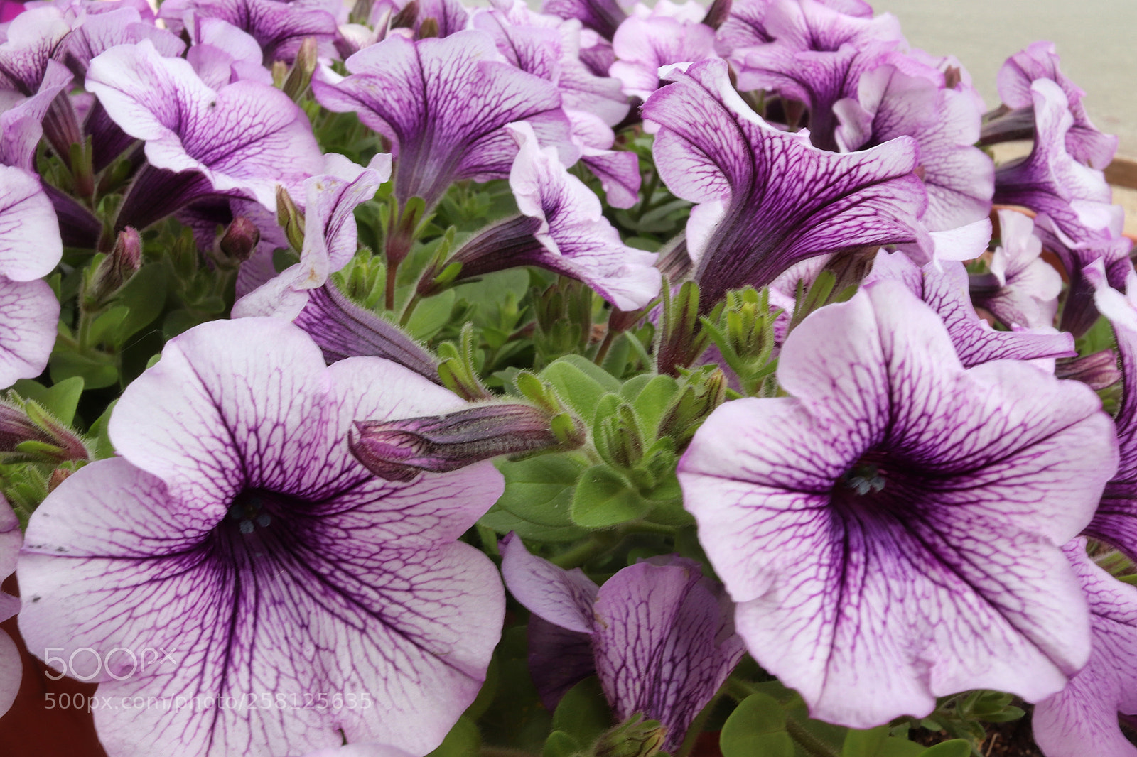 Canon EOS 800D (EOS Rebel T7i / EOS Kiss X9i) sample photo. Pansy photography