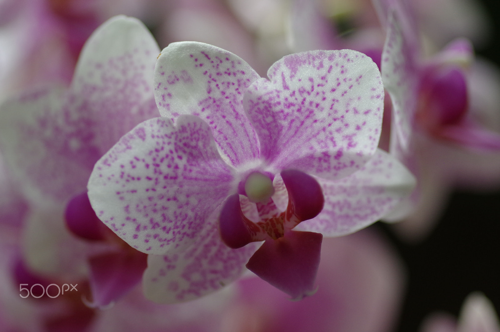 Pentax K-3 II + Pentax smc D-FA 100mm F2.8 Macro WR sample photo. Butterfly orchid photography