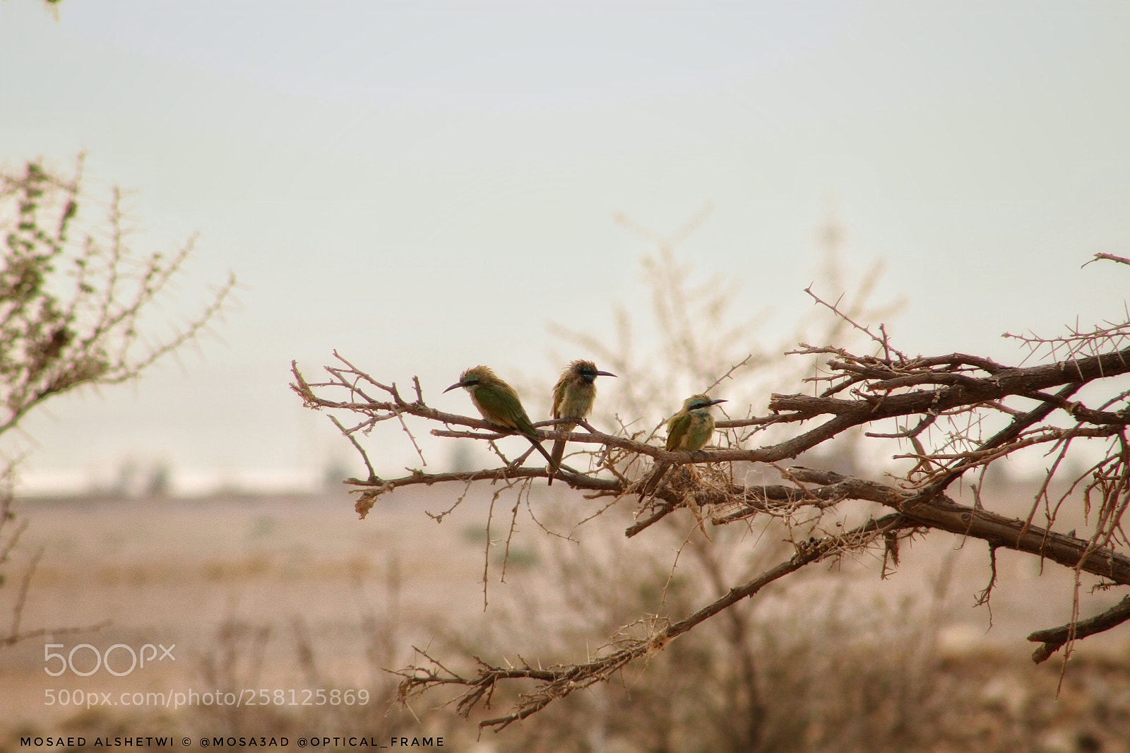 Canon EOS 7D sample photo. Angry birds photography
