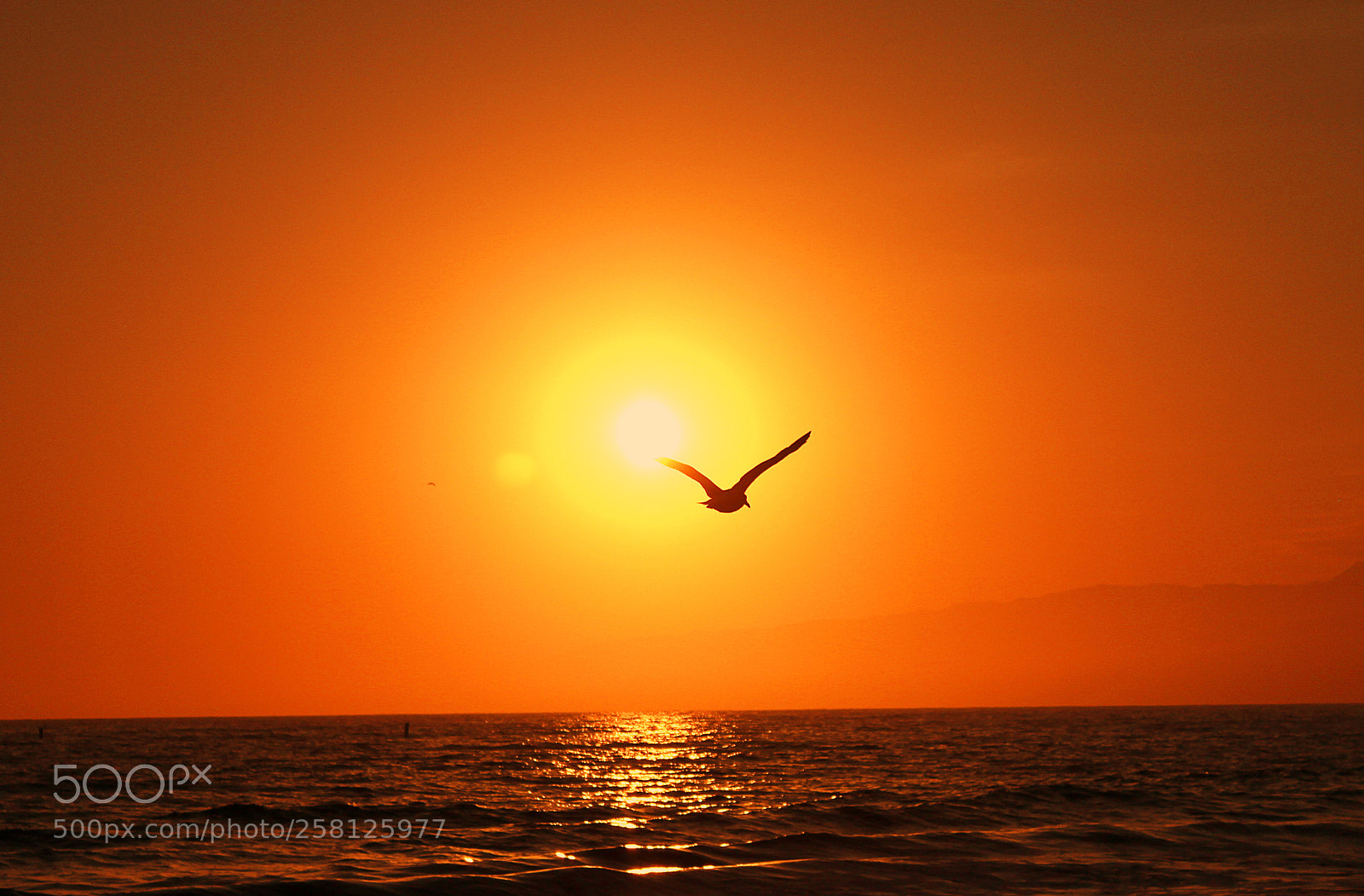Canon EOS 600D (Rebel EOS T3i / EOS Kiss X5) sample photo. Sunset and seagull photography