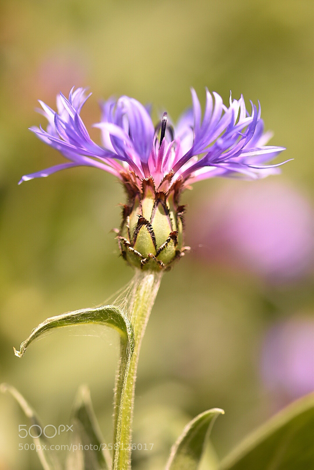 Nikon D5600 sample photo. Beautiful shapes of nature photography
