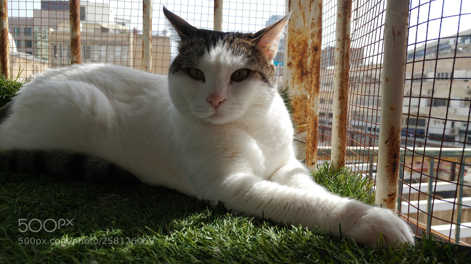 LG G5 sample photo. Cat photography