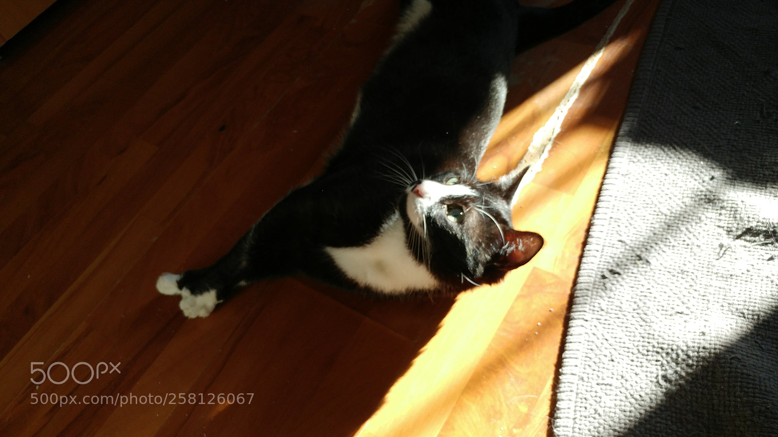 LG G5 sample photo. Cat photography