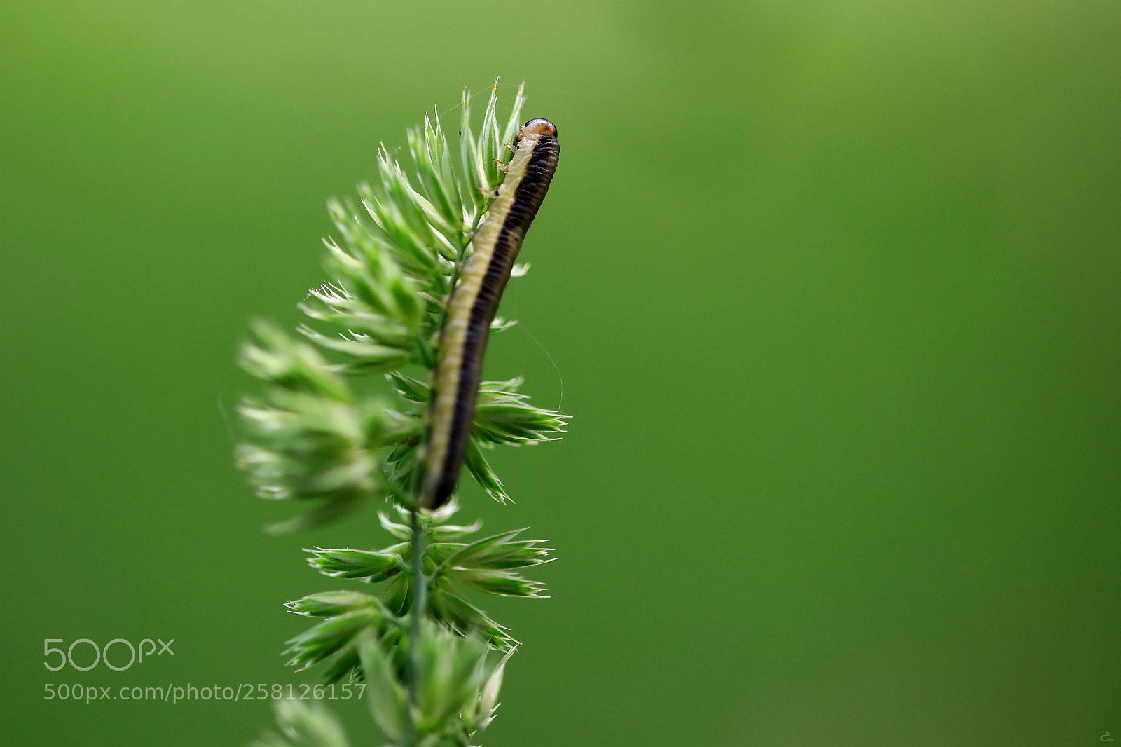 Canon EOS 5D Mark IV sample photo. Summit rush... photography
