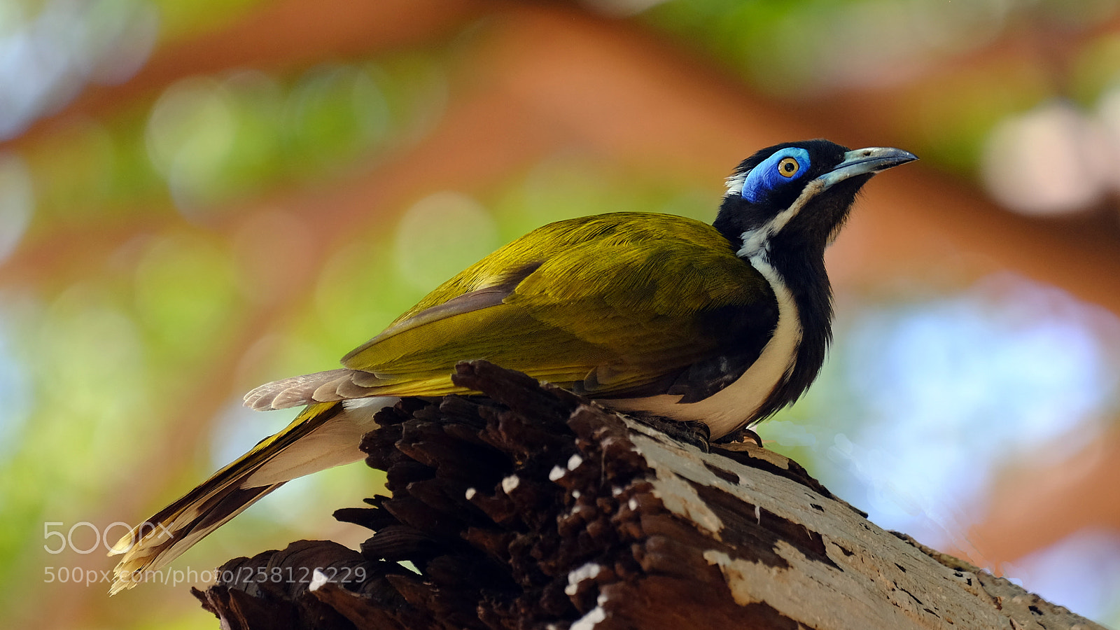 Fujifilm X-T1 sample photo. Blue-faced honeyeater photography