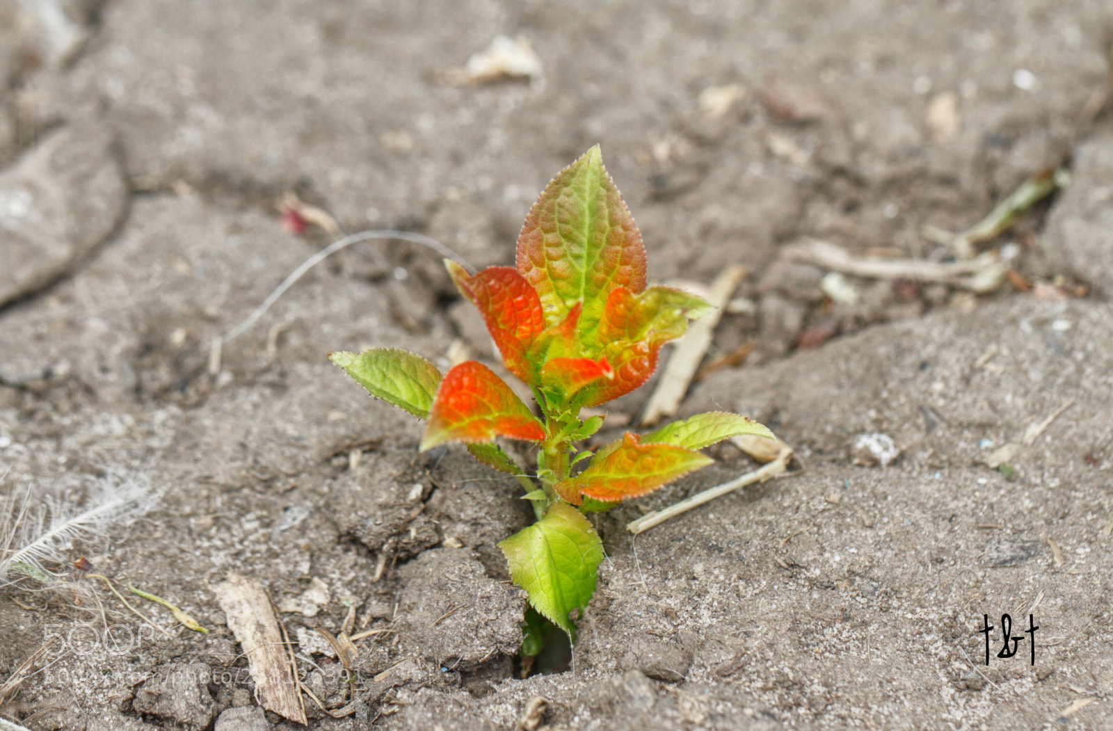 Canon EOS 7D sample photo. Untitled photography