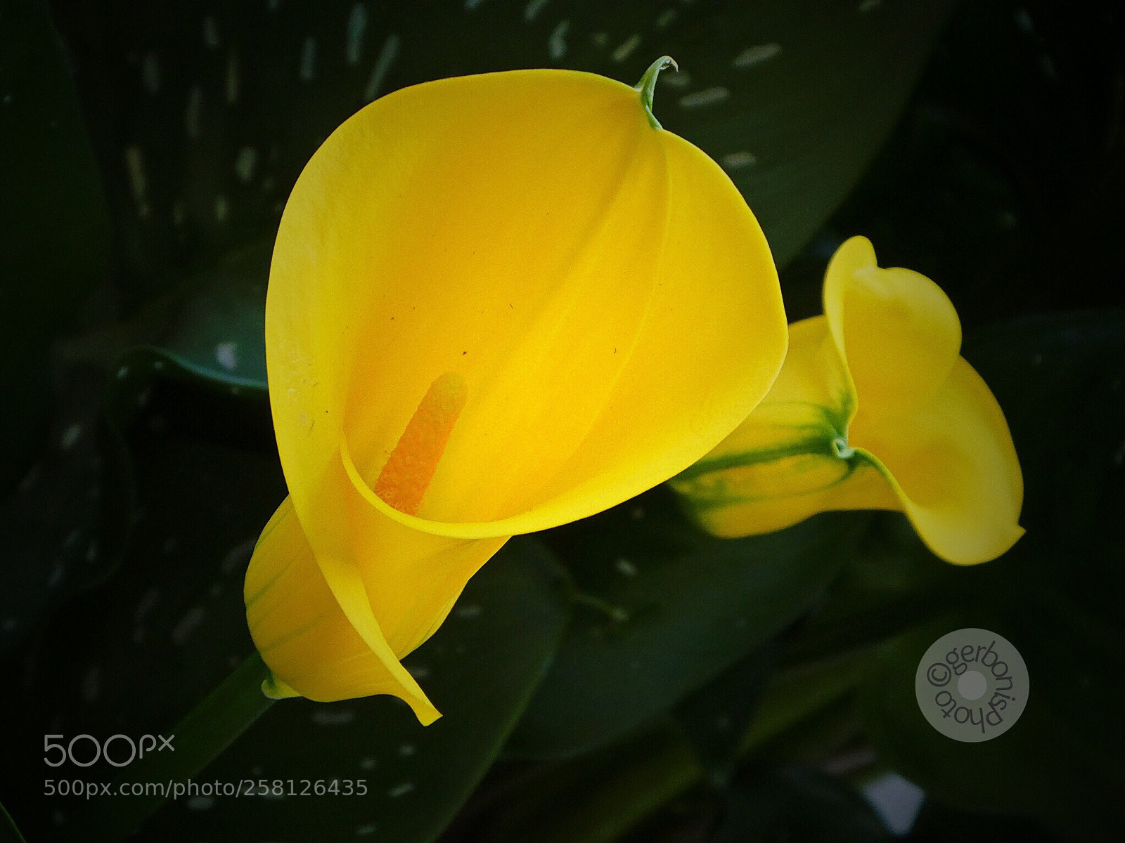 Panasonic Lumix DC-ZS70 (Lumix DC-TZ90) sample photo. Nile yellow lilies photography