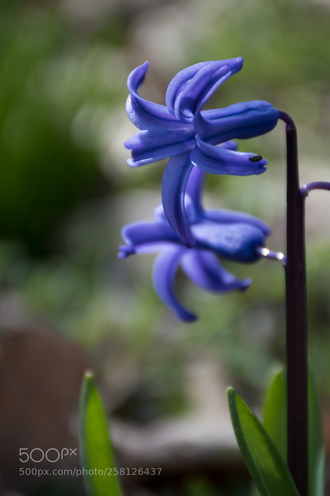 Nikon D5500 sample photo. Sfocato ? photography