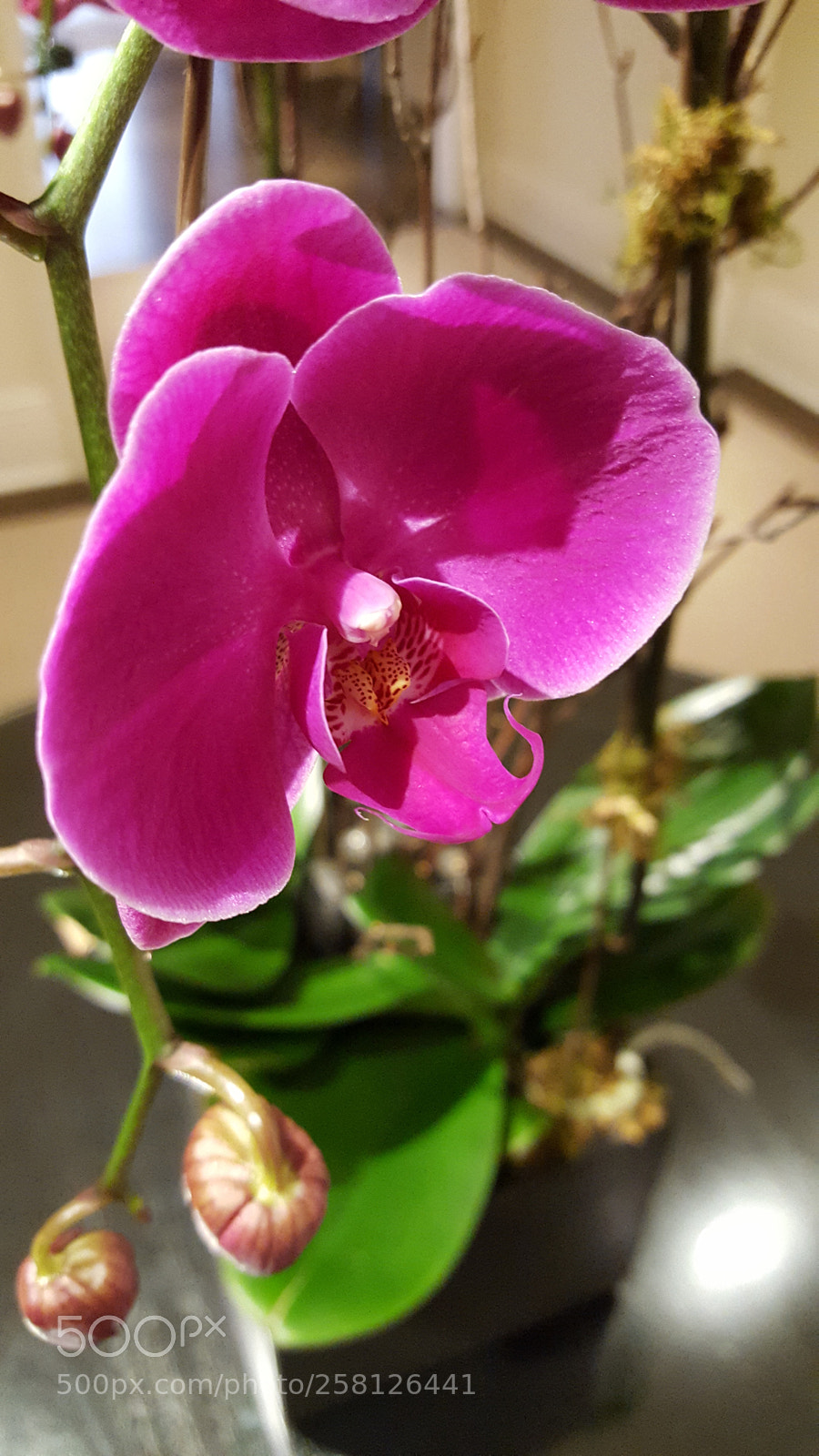Samsung GALAXY S6 edge sample photo. Untitled photography