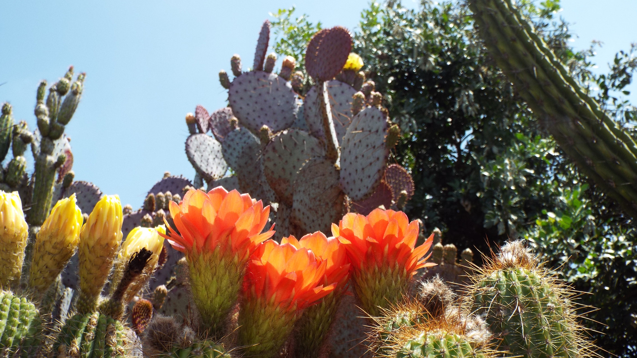 Fujifilm FinePix S9900W S9950W sample photo. Cacti in bloom photography