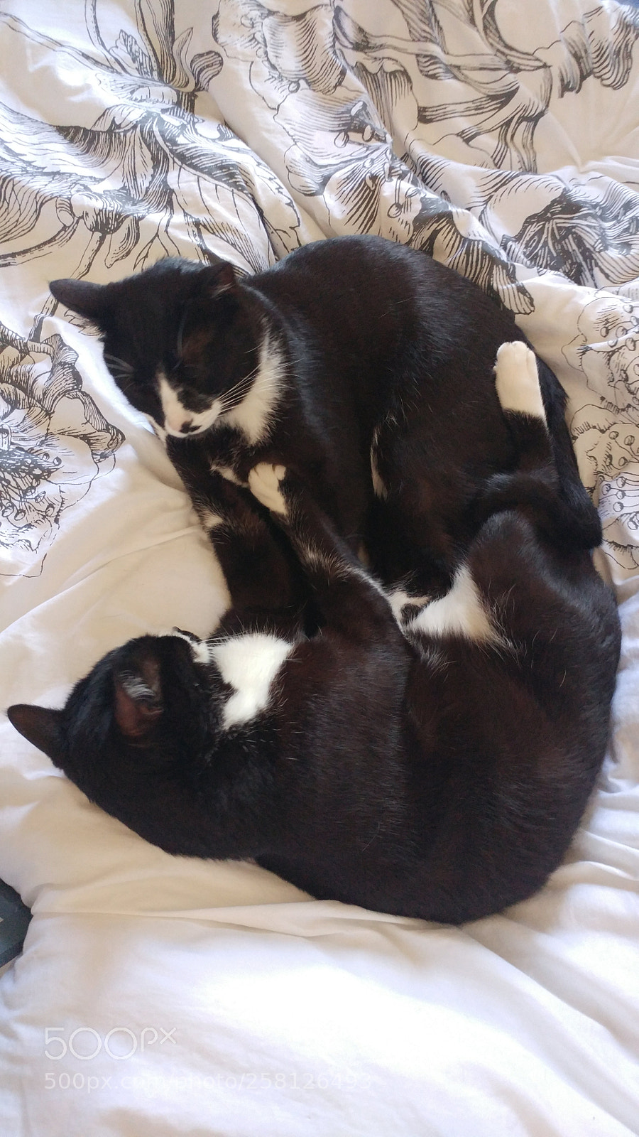 LG G5 sample photo. Luna & loki sleeping photography