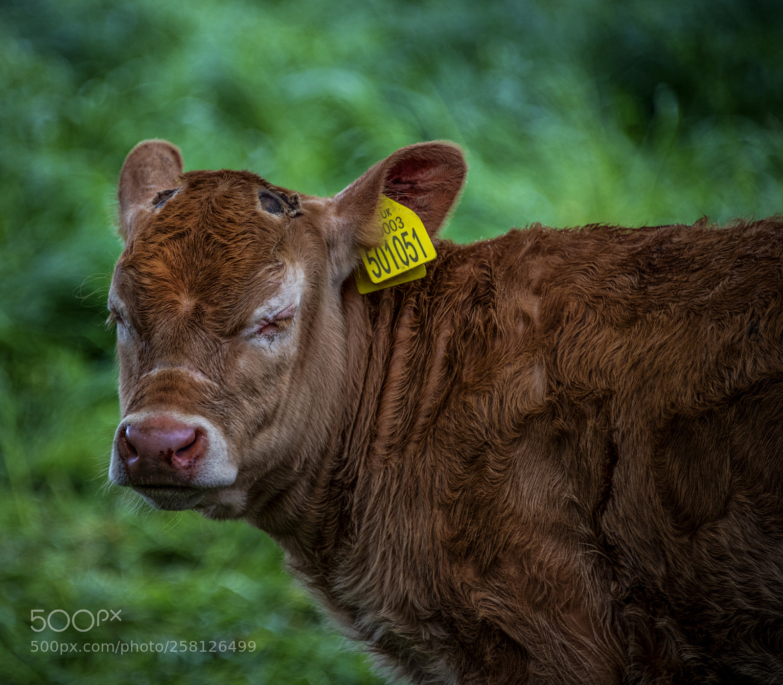 Nikon D850 sample photo. Calf photography