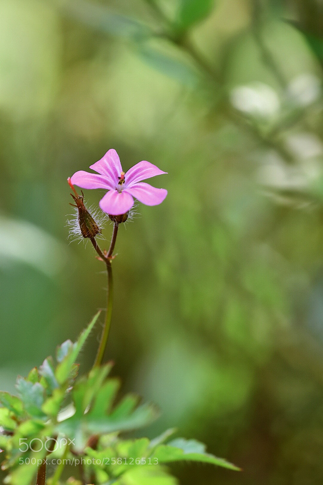 Nikon D5600 sample photo. Lost in green  photography