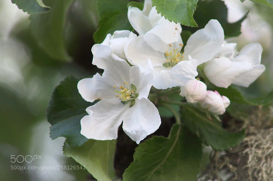 Canon EOS 5D Mark II sample photo. Apples to be photography