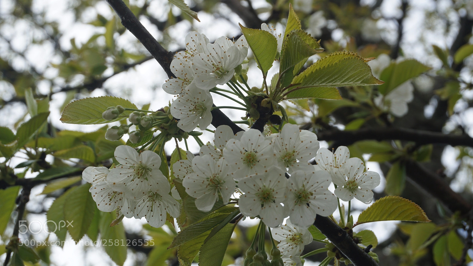 Sony a5100 sample photo. Flowers tree photography