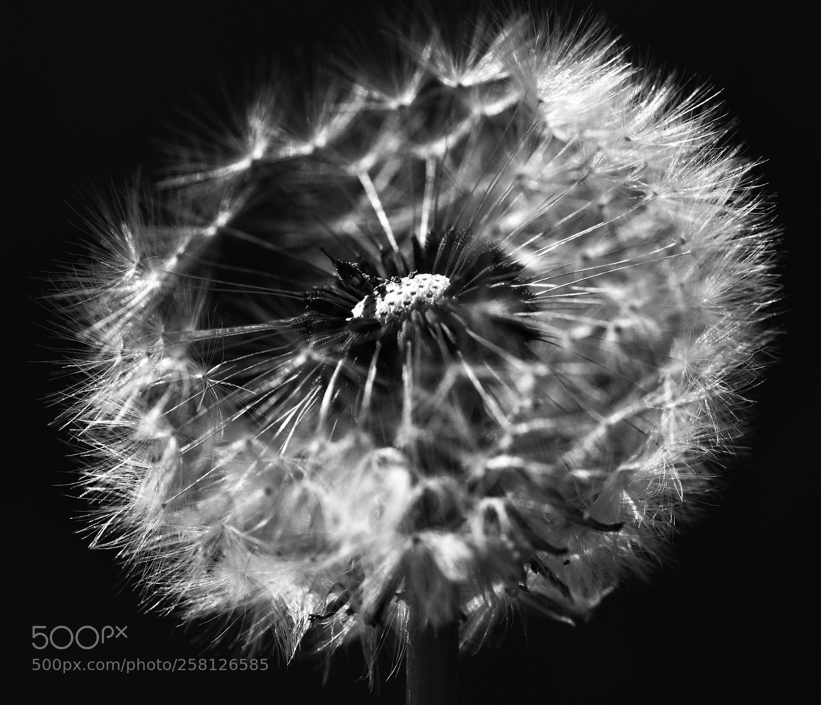 Nikon D3200 sample photo. Dandelion explosion photography