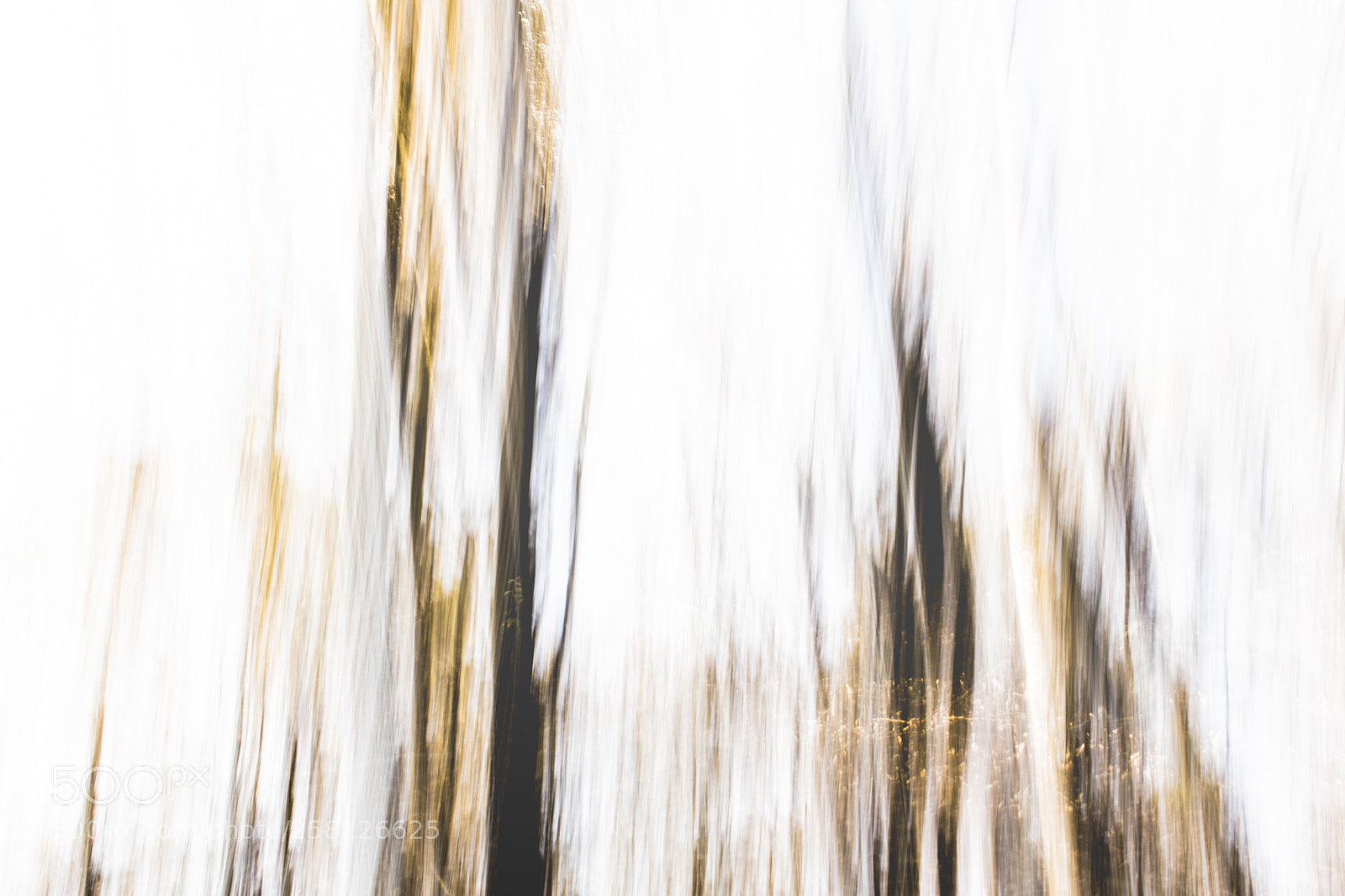 Nikon D5300 sample photo. Trees photography