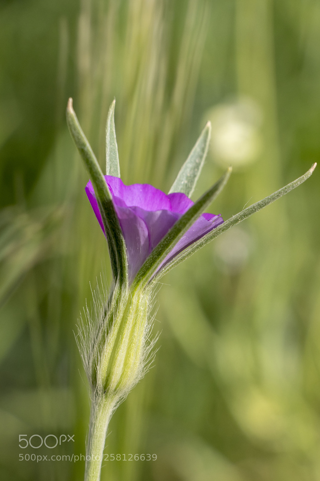 Canon EOS 77D (EOS 9000D / EOS 770D) sample photo. Pink photography