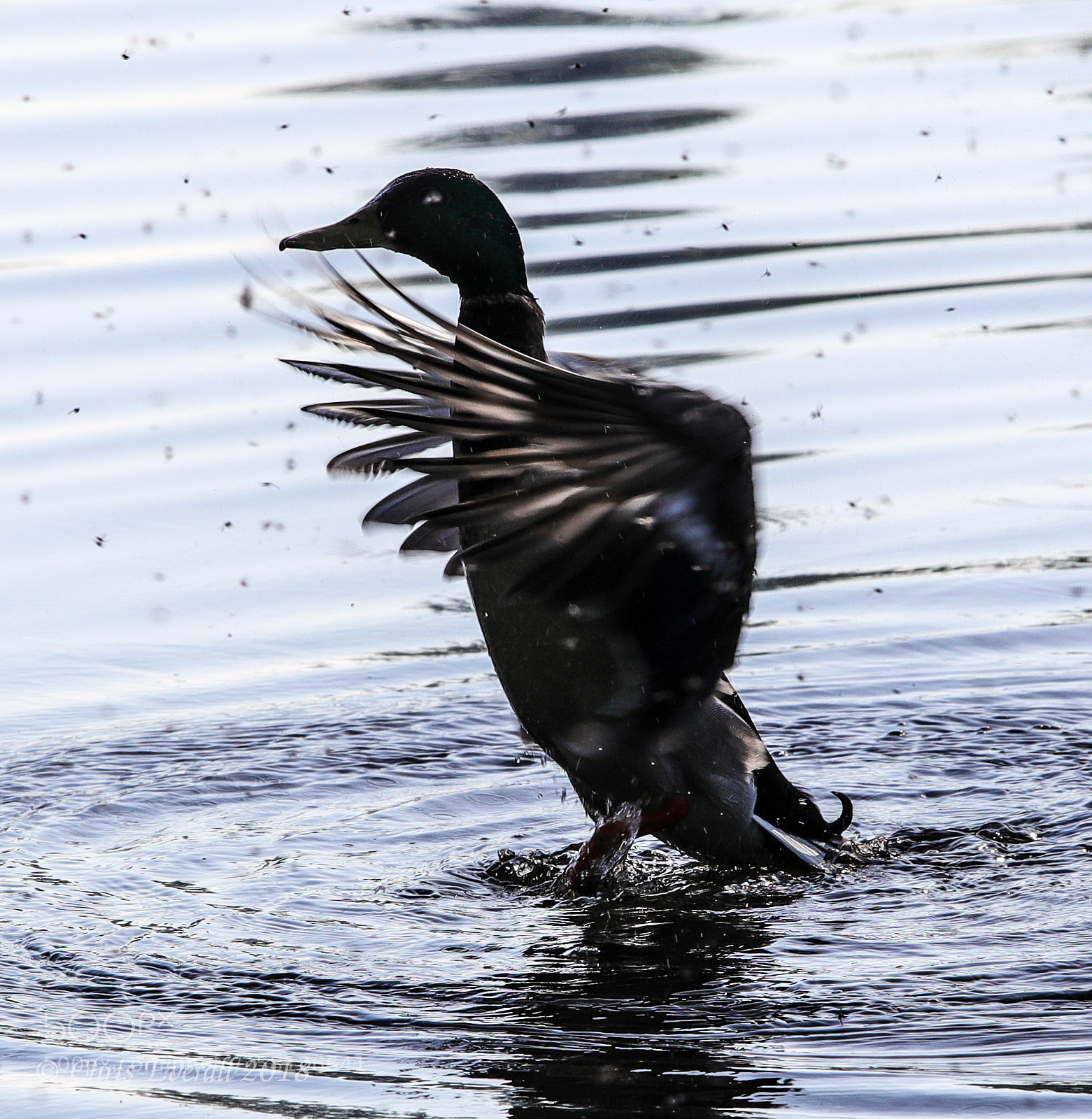 Canon EOS 77D (EOS 9000D / EOS 770D) sample photo. In a flap. photography