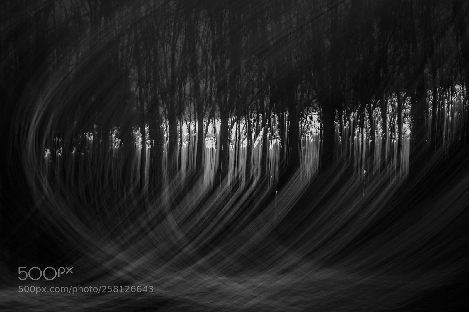 Nikon D5300 sample photo. Light tree photography