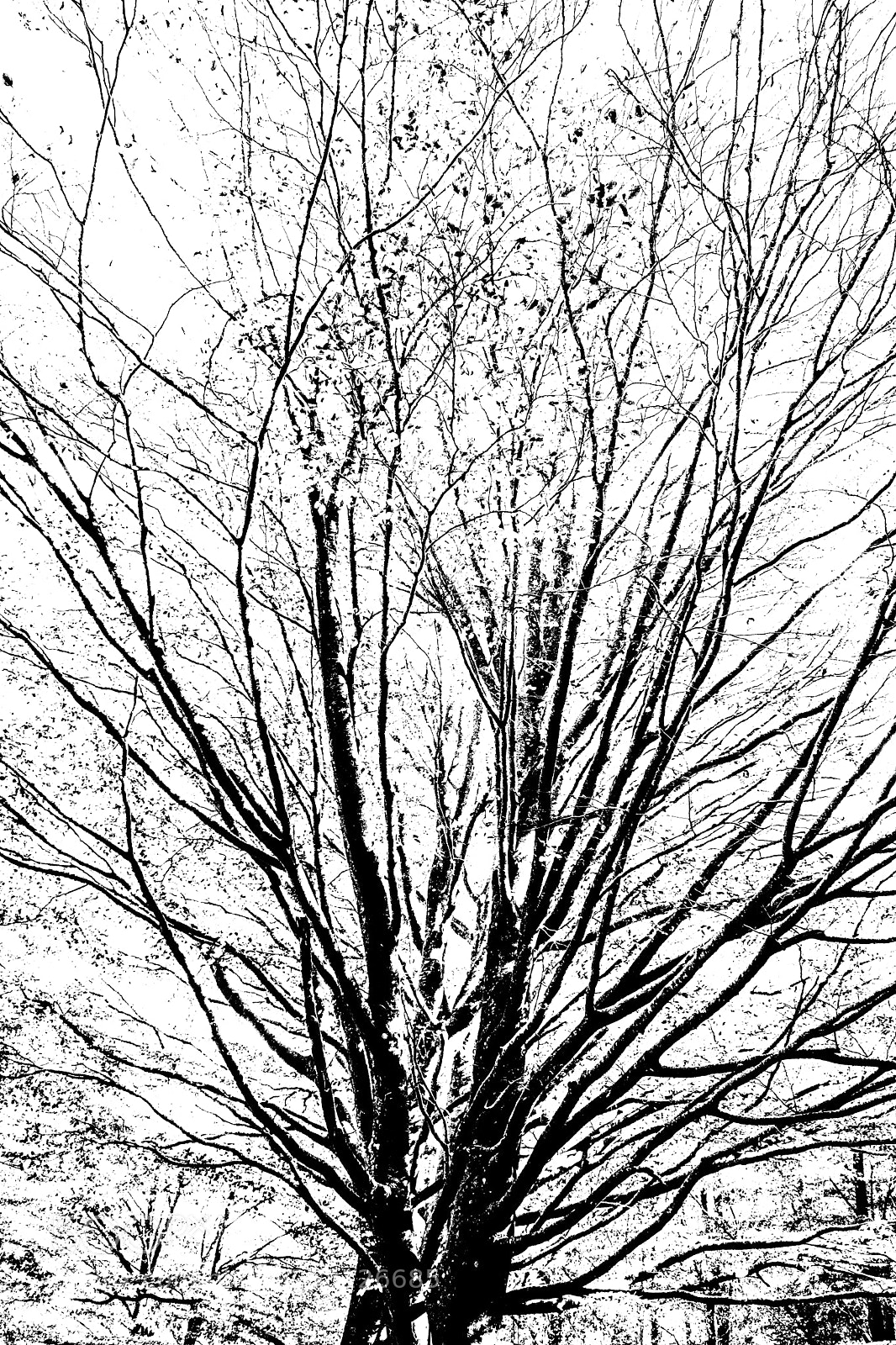 Nikon D5300 sample photo. Tree photography