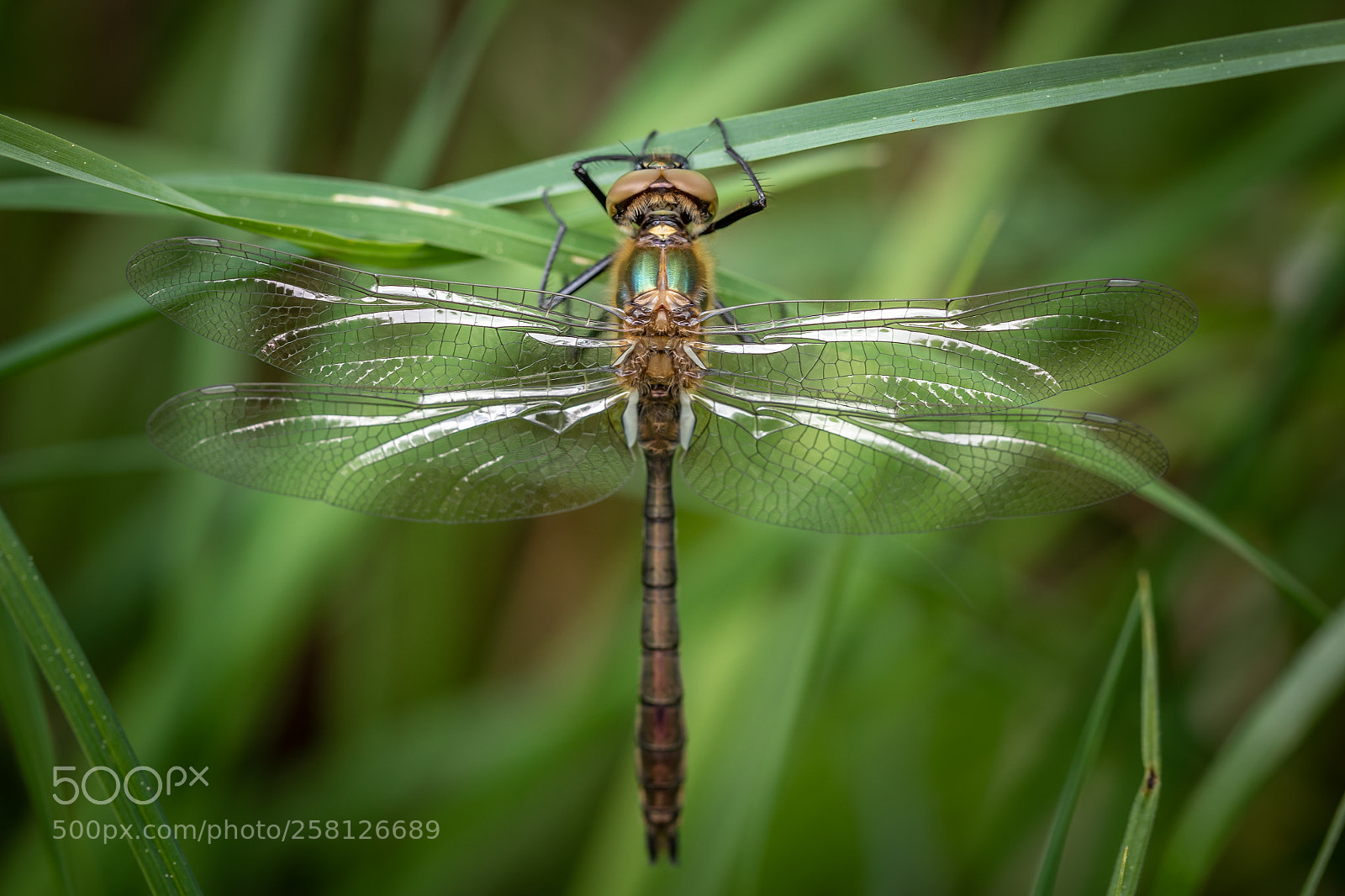 Canon EOS 5D Mark IV sample photo. Libelle.. frisch photography
