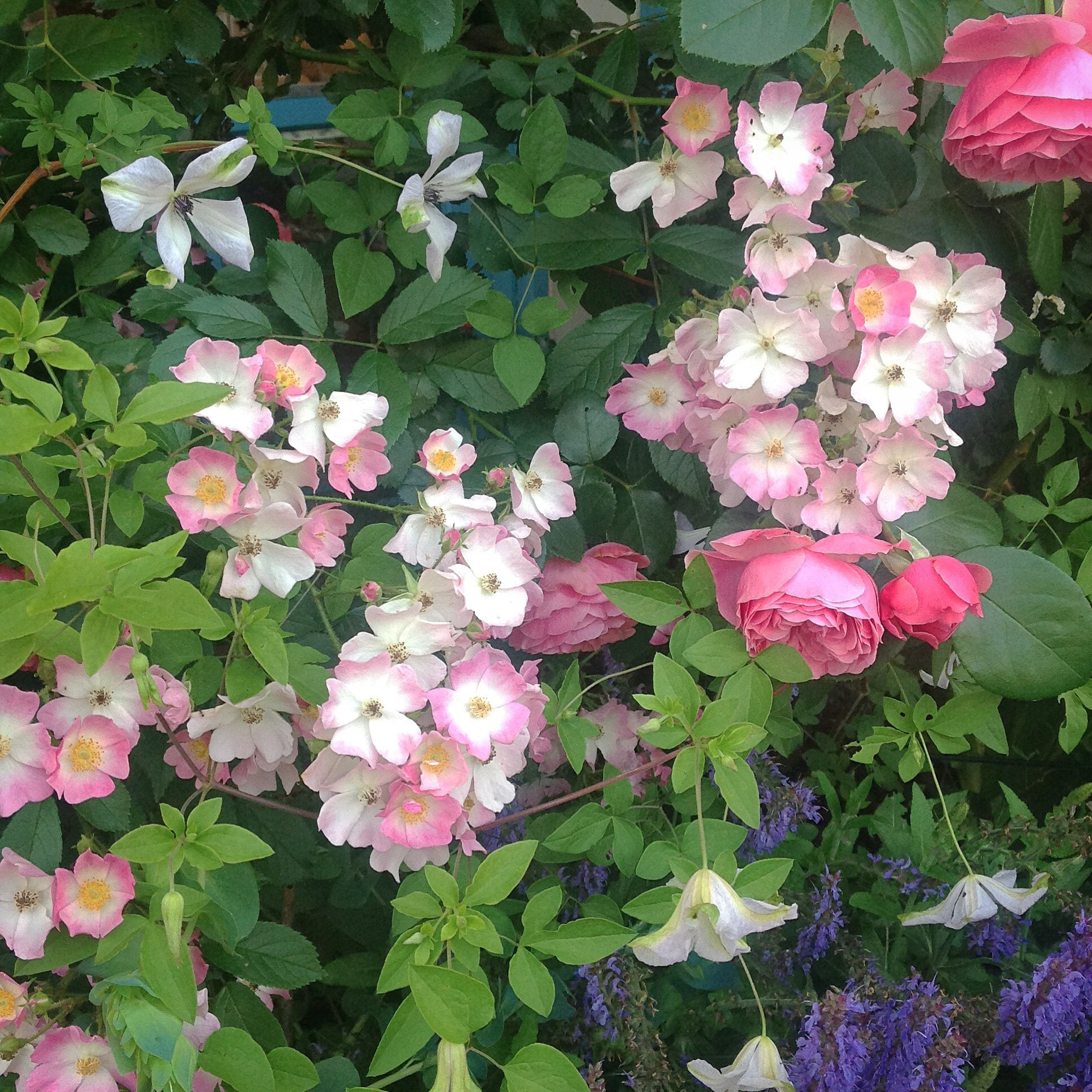 Apple iPad sample photo. Jardin fleuri  photography
