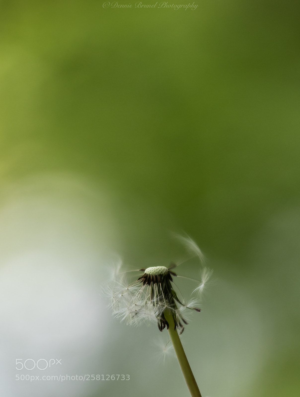 Canon EOS 80D sample photo. Blown away photography